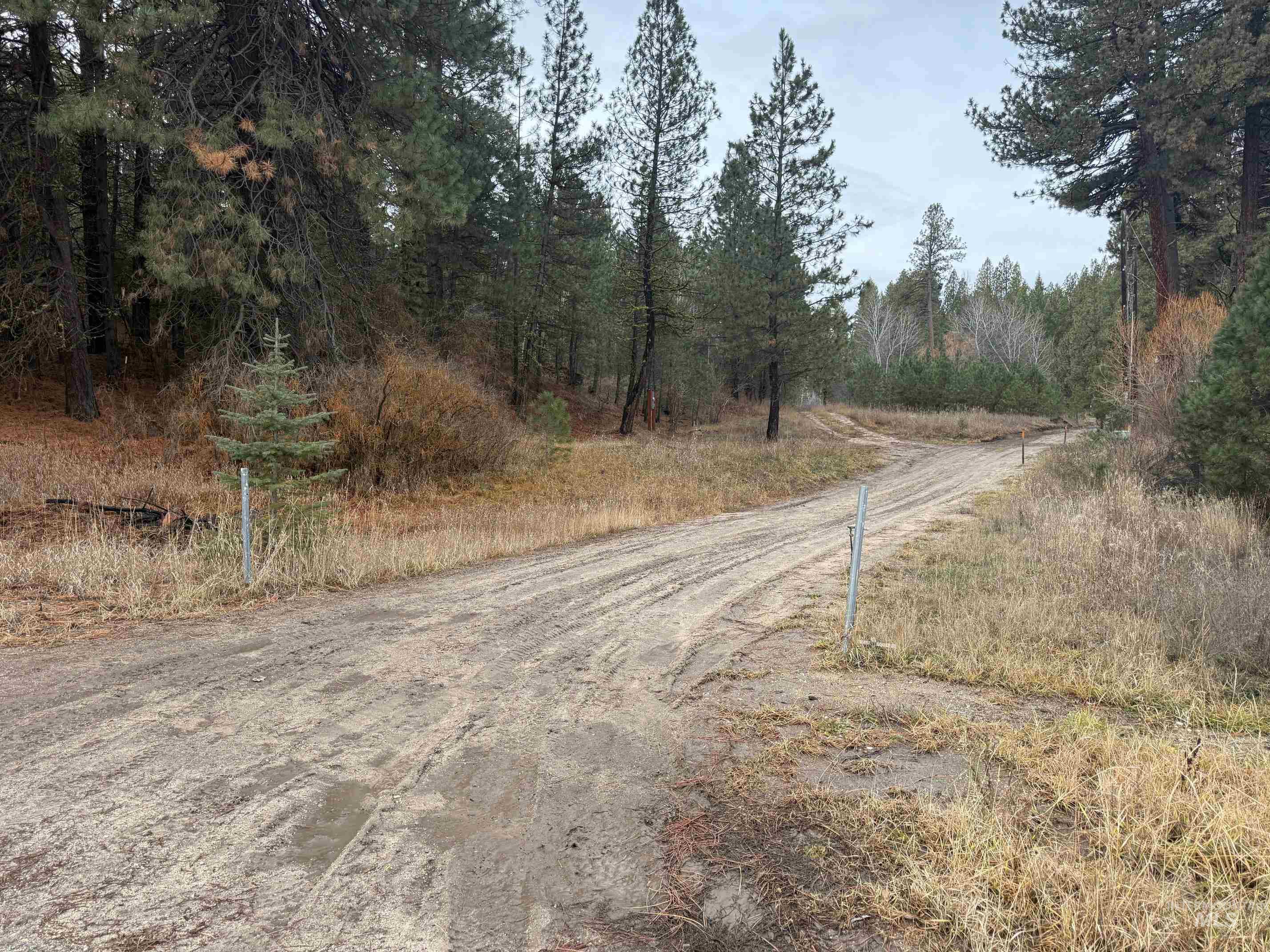 View of dirt / gravel road featuring a forest view