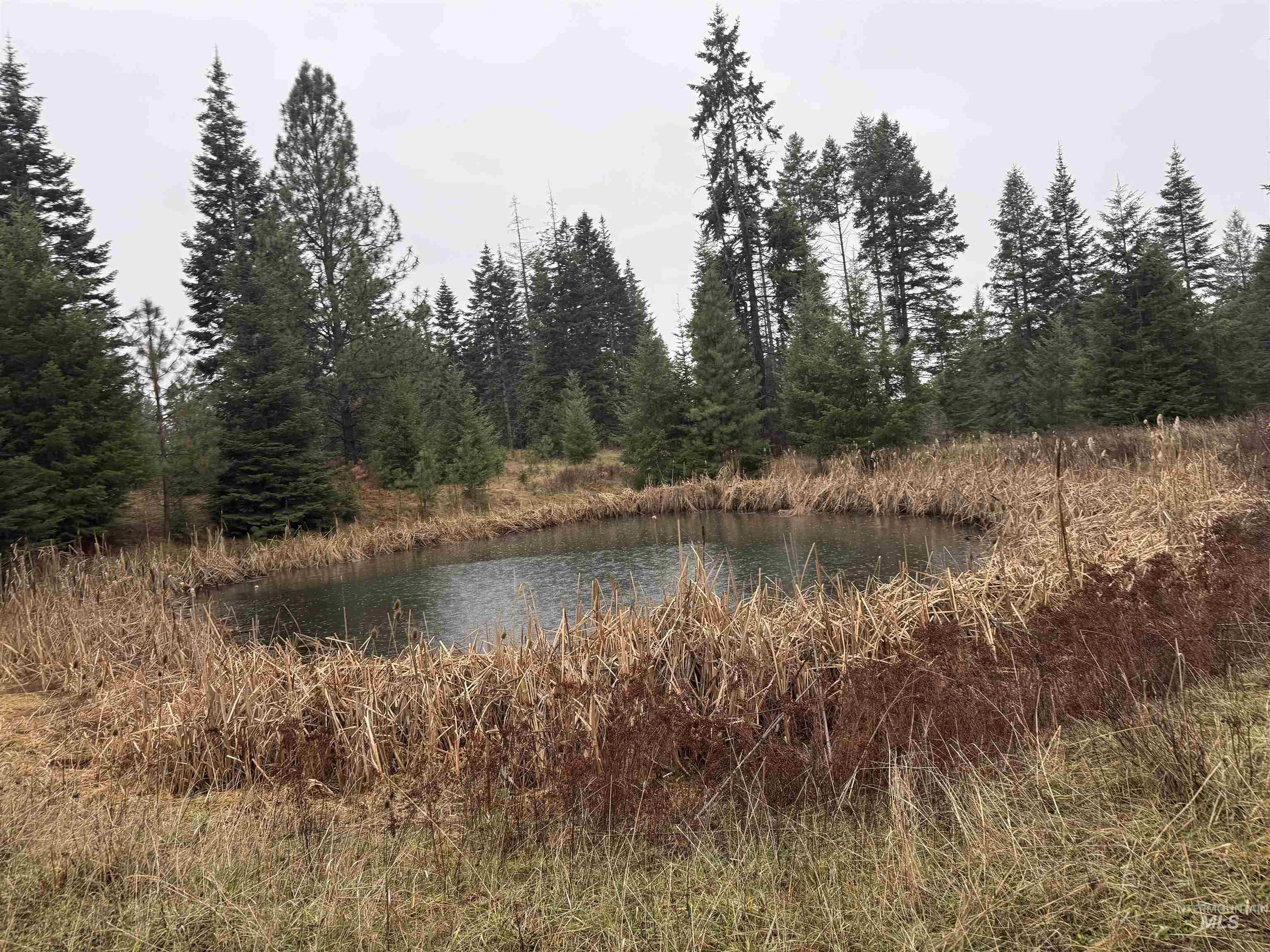 Water view with a forest