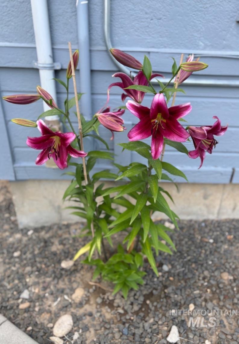 409 N 7th St, Payette, Idaho 83661, 3 Bedrooms, 1 Bathroom, Residential For Sale, Price $270,000, 98969946