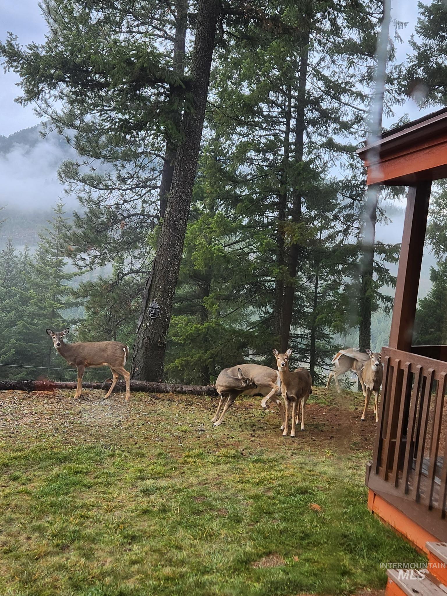 325 Wambli Wahohpi, Cocolalla, Idaho 83809-0000, 3 Bedrooms, 3 Bathrooms, Residential For Sale, Price $1,395,000,MLS 98969967