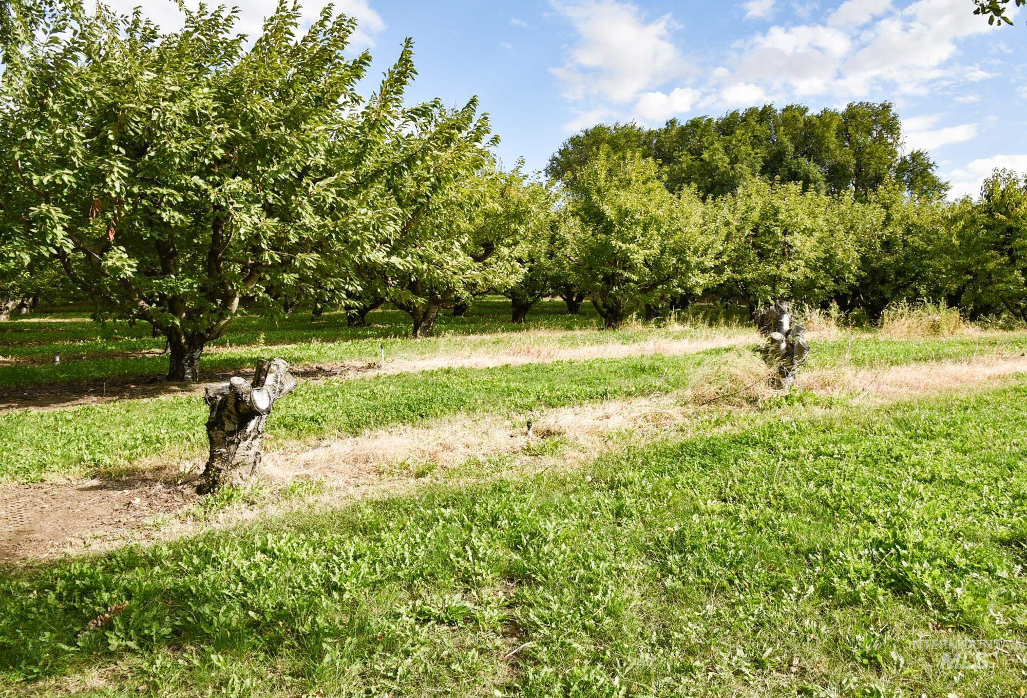 View of yard with a view of rural / pastoral area