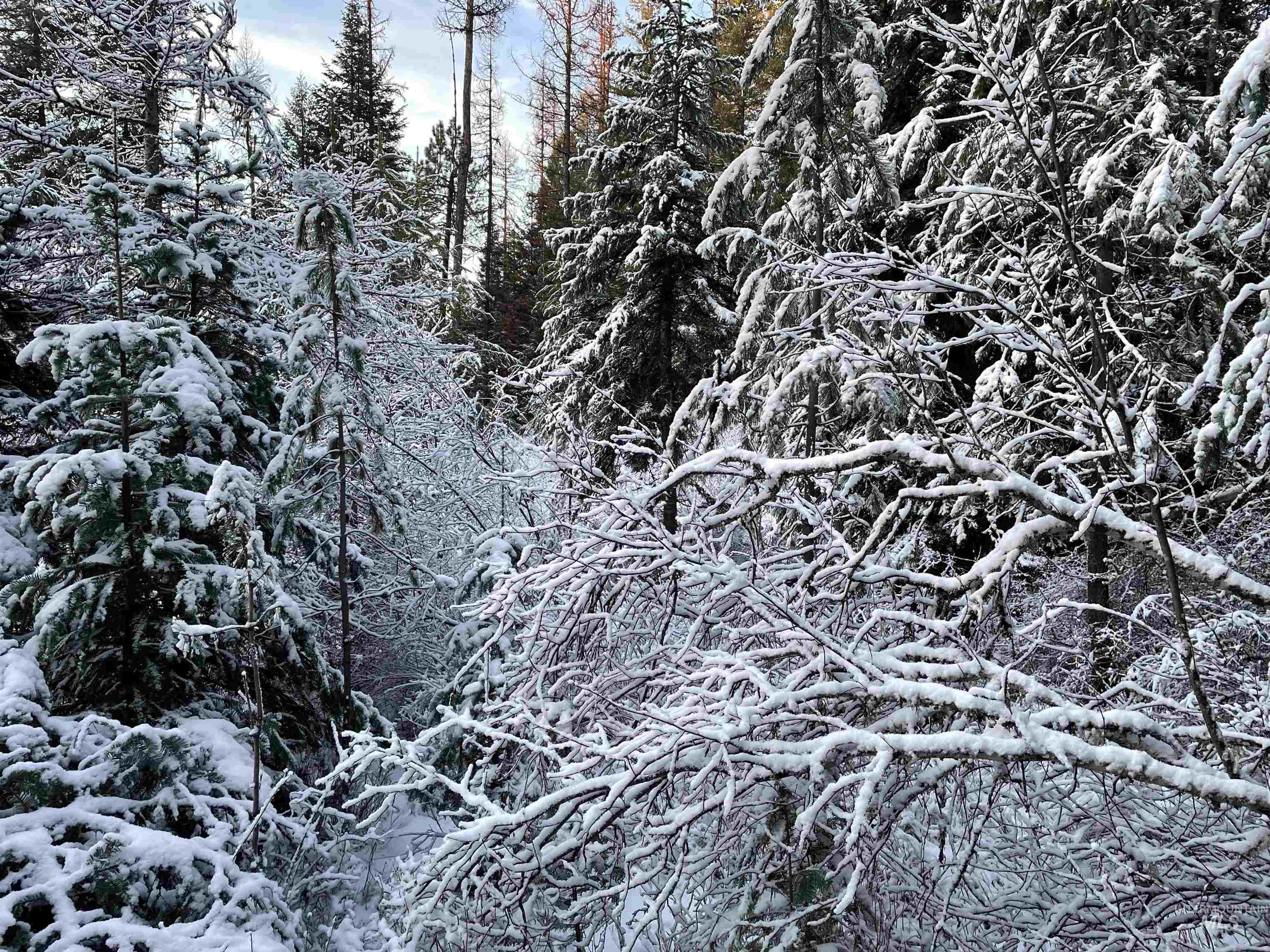 NKA Hwy 8, Helmer, Idaho 83823, Land For Sale, Price $77,000, 98970611