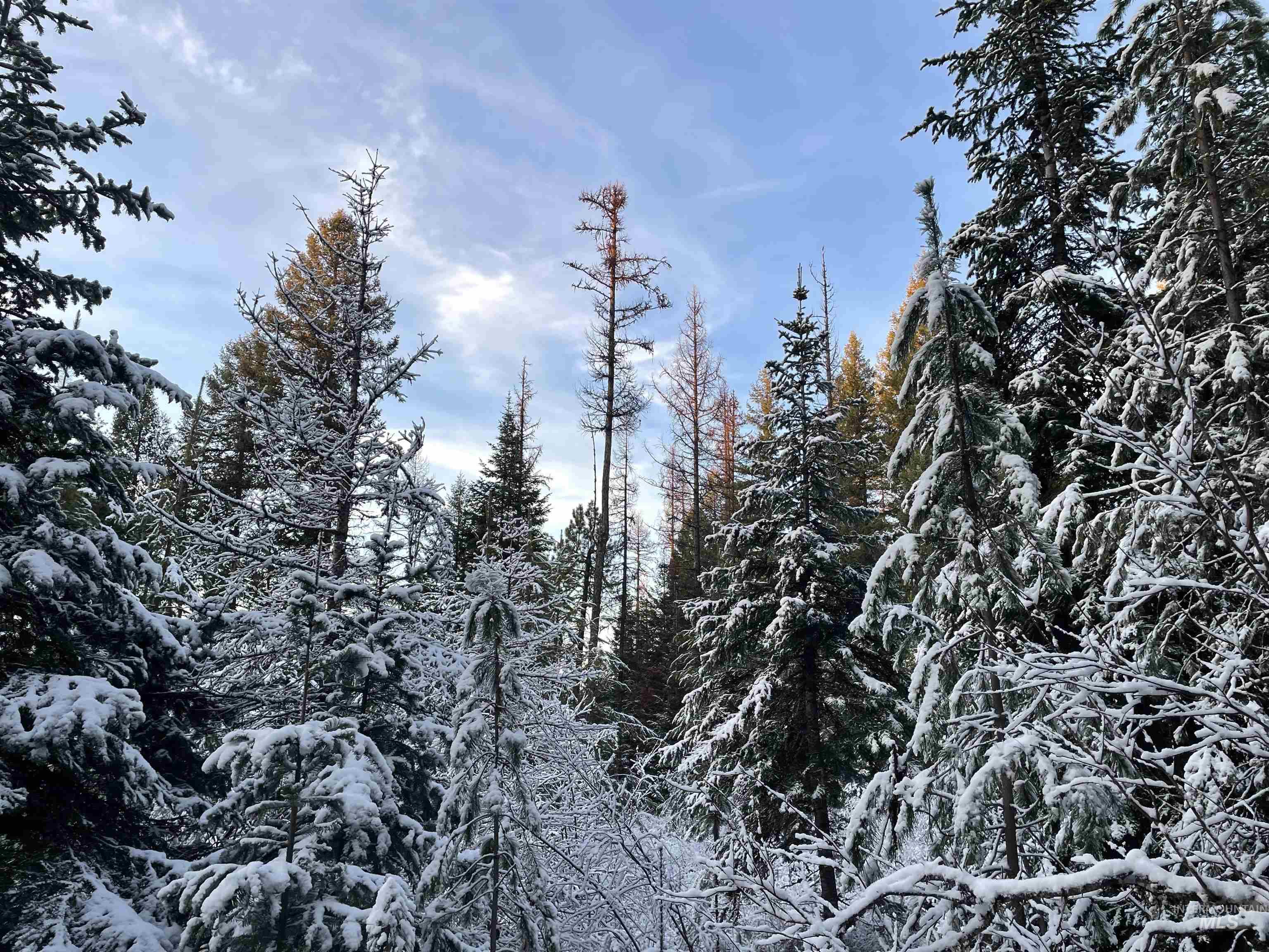 NKA Hwy 8, Helmer, Idaho 83823, Land For Sale, Price $77,000, 98970611