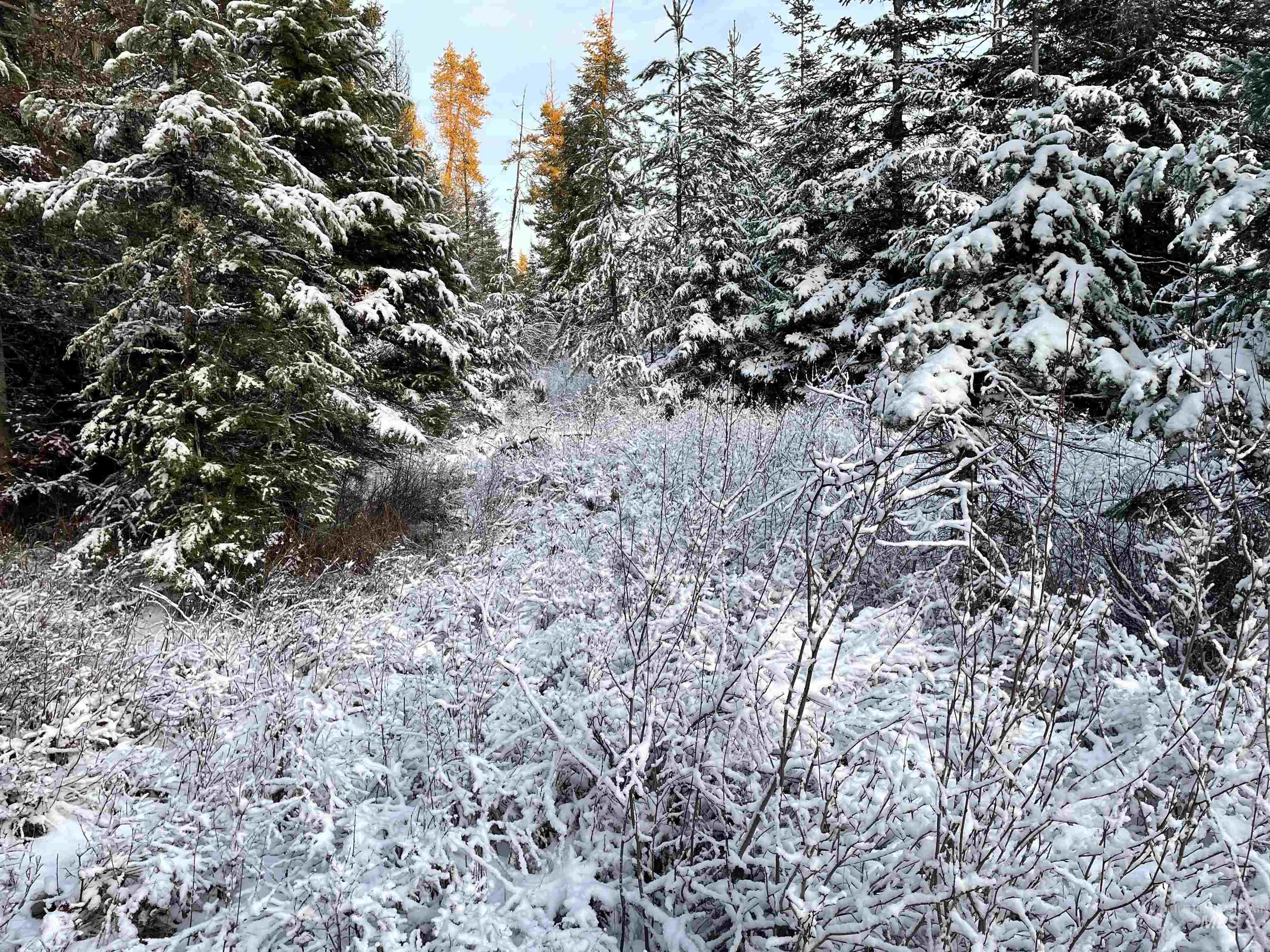 NKA Hwy 8, Helmer, Idaho 83823, Land For Sale, Price $77,000, 98970611