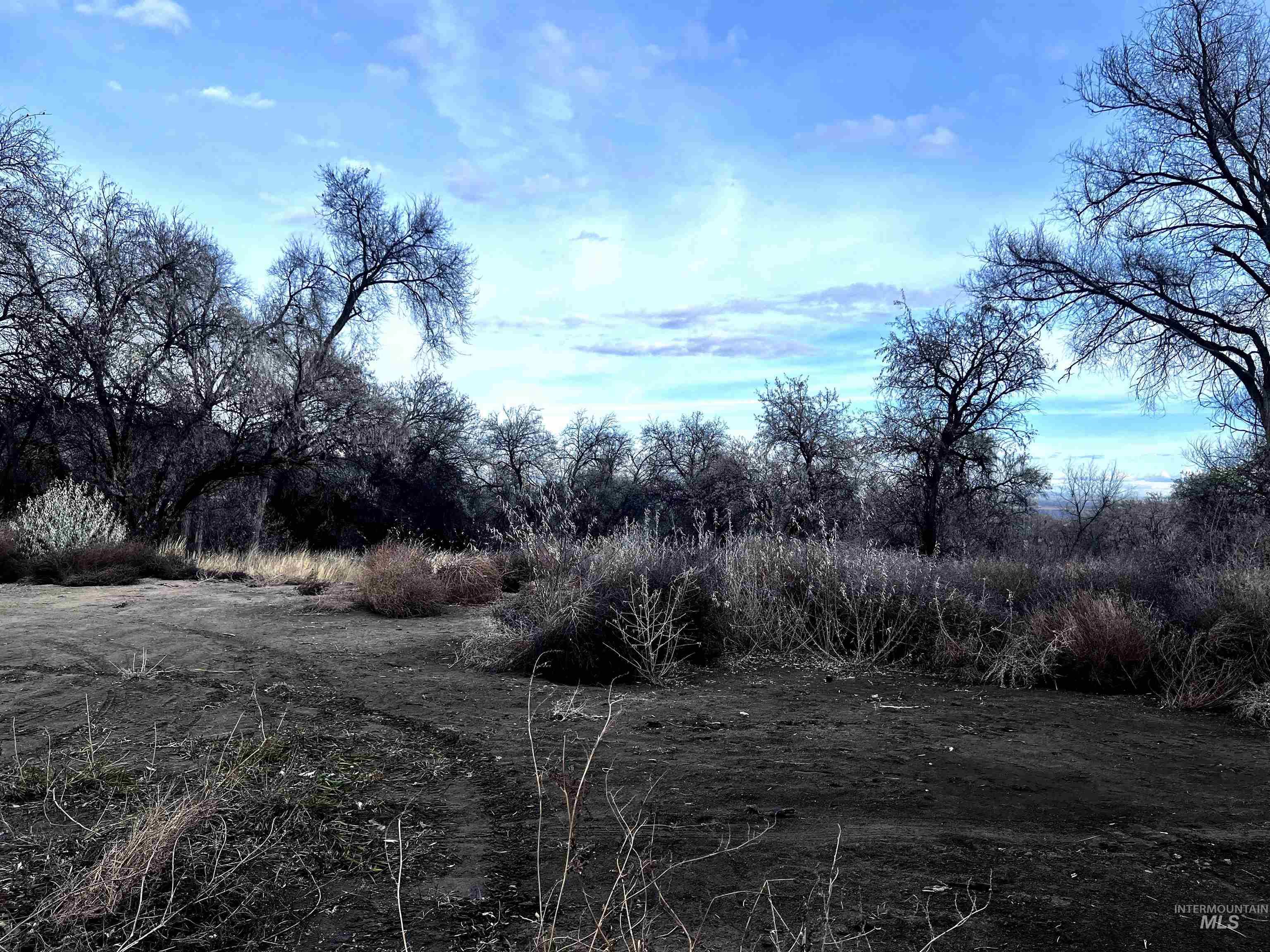 View of local wilderness