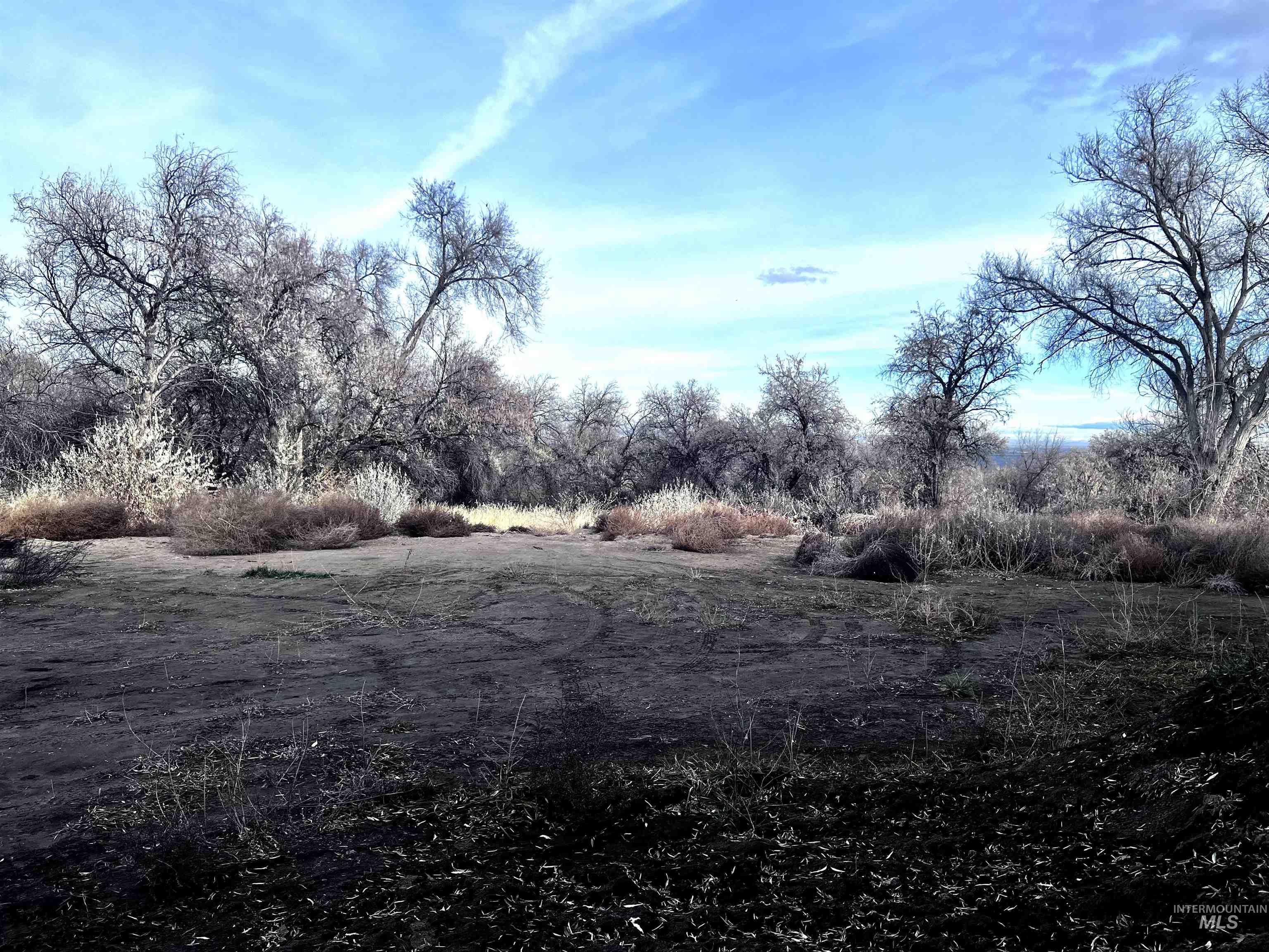 View of local wilderness