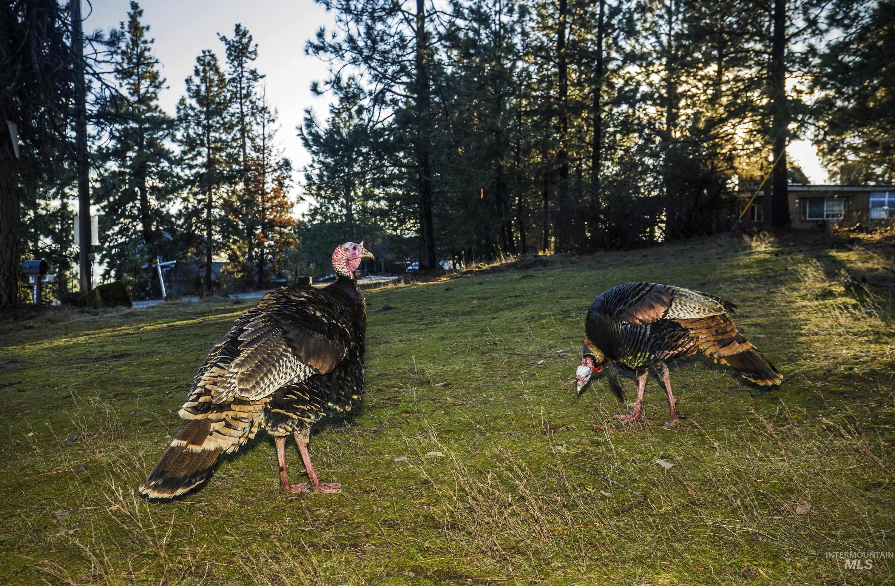 NNA E Fernan Hill Rd., Coeur d'Alene, Idaho 83814-0000, Land For Sale, Price $249,000, 98970719