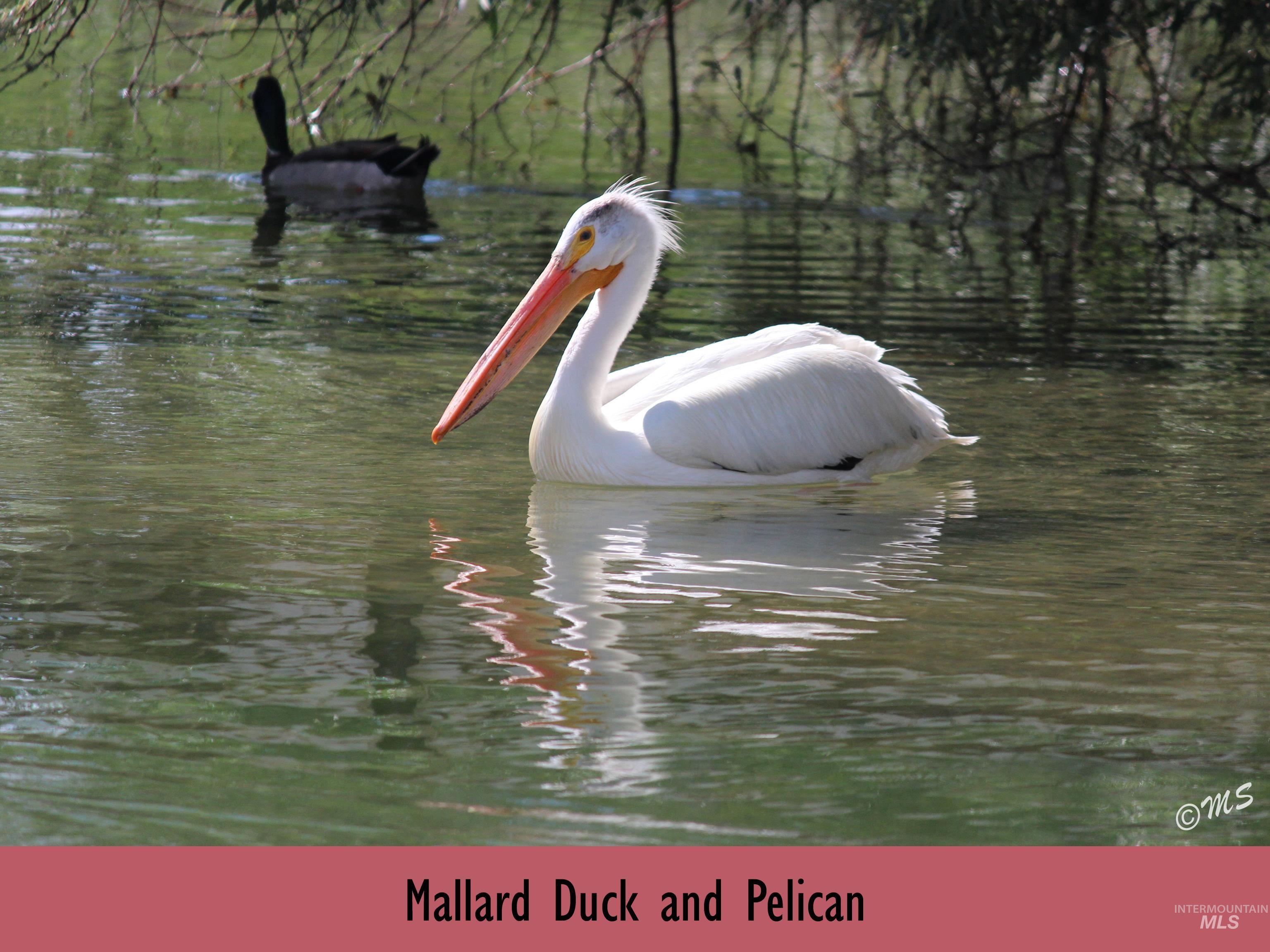 15750 Parkview Dr., Wilder, Idaho 83676, 4 Bedrooms, 2 Bathrooms, Residential For Sale, Price $1,100,000,MLS 98970842