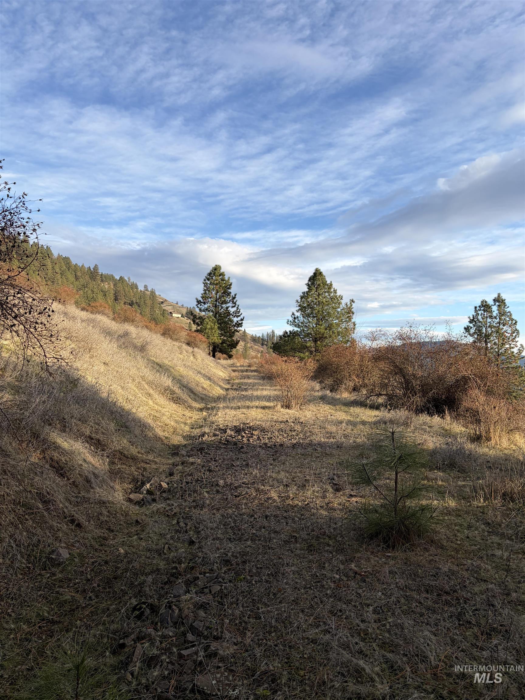 View of local wilderness