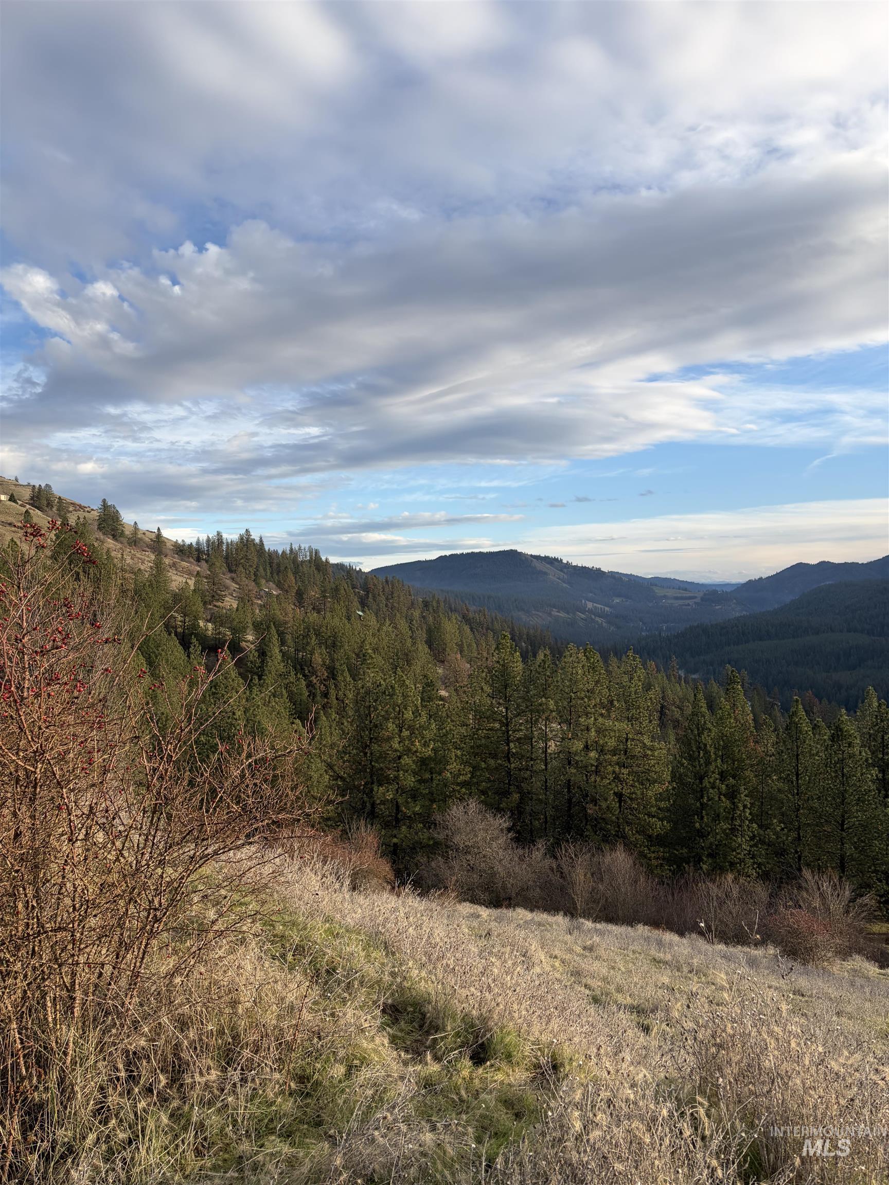 View of mountain background featuring a heavily wooded area