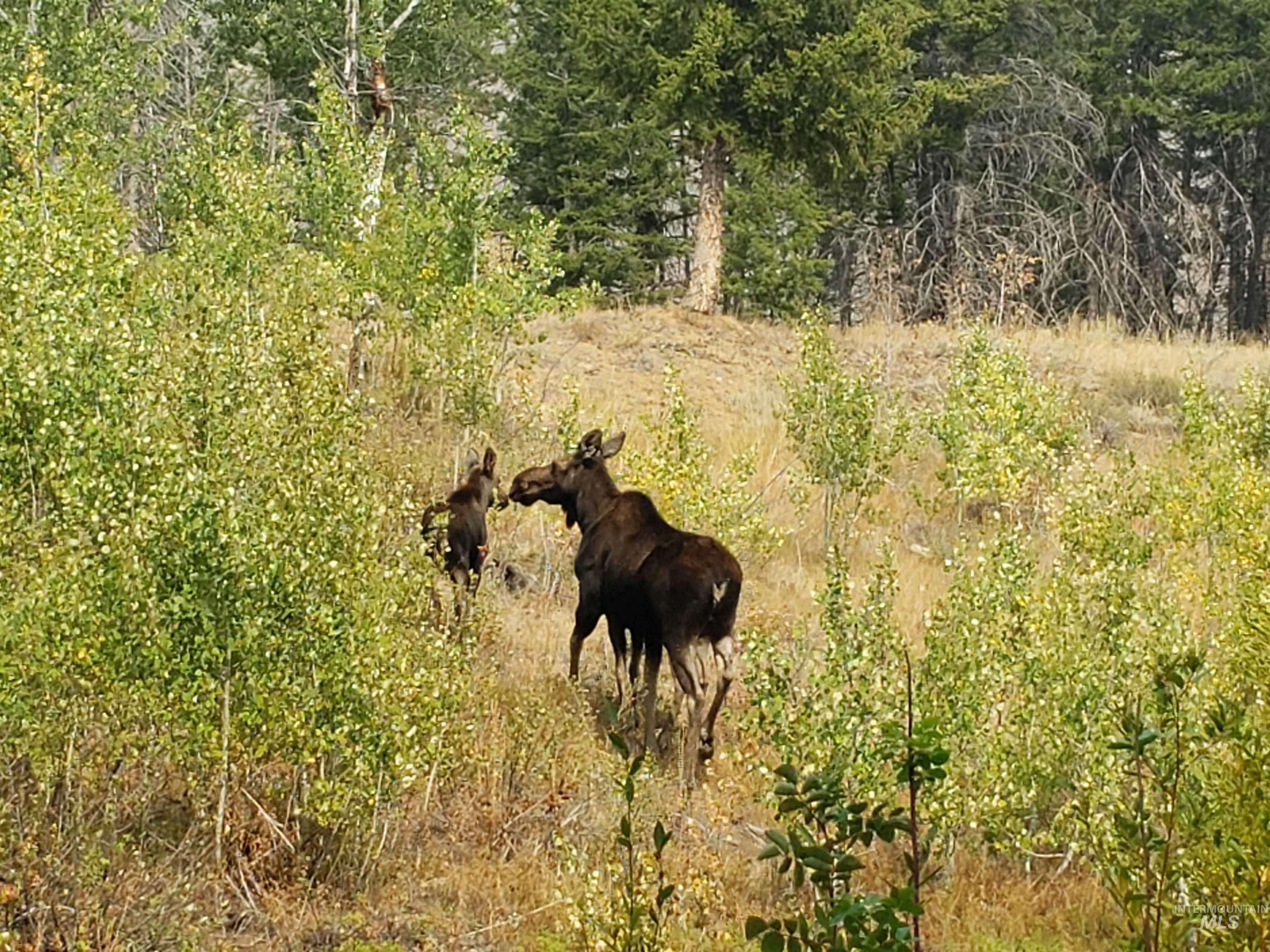 421 Deer Creek Road, Hailey, Idaho 83333, Land For Sale, Price $23,000,000,MLS 98971515