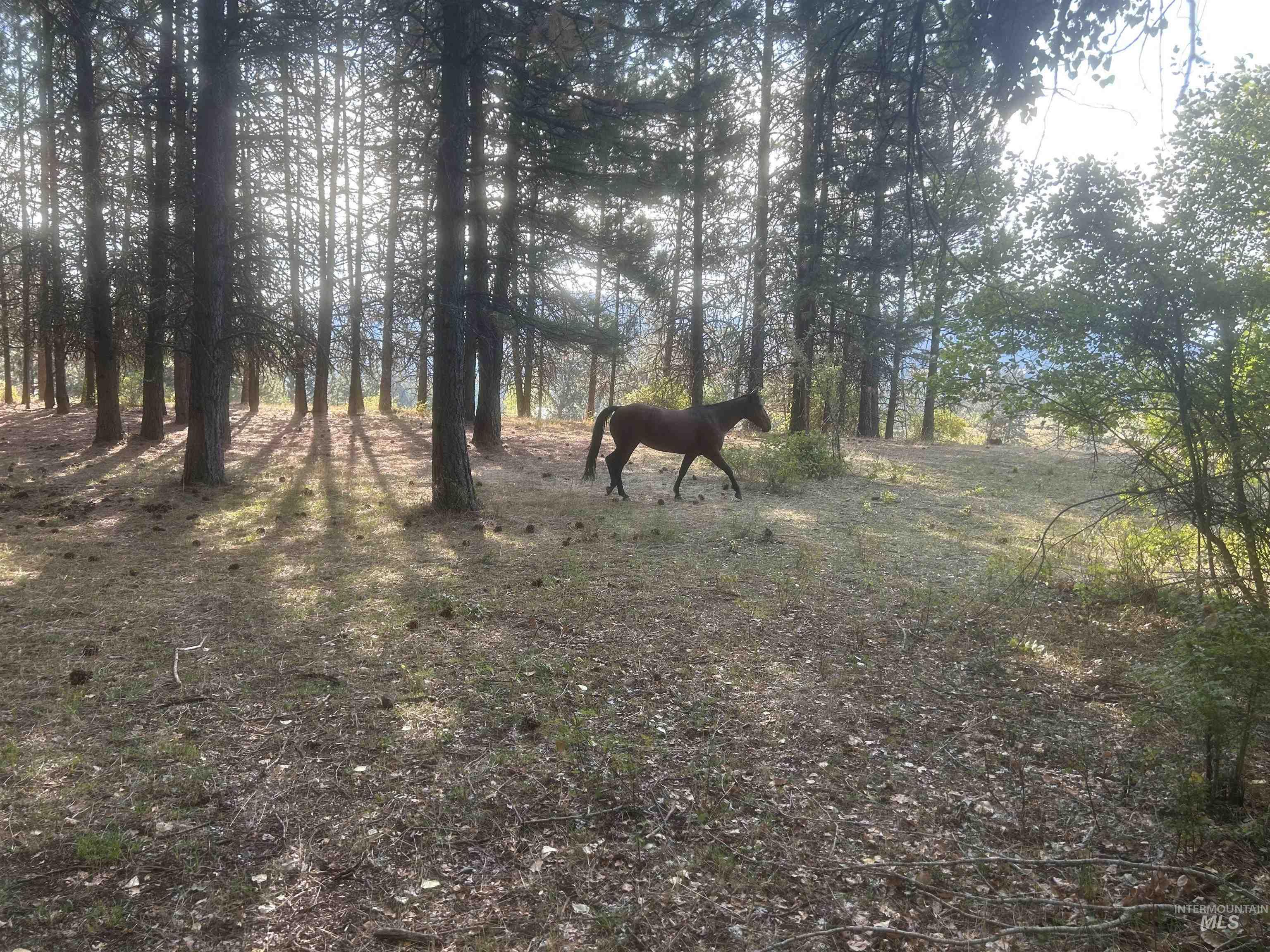 4633 Harmony Heights, Orofino, Idaho 83544, 3 Bedrooms, 1 Bathroom, Residential For Sale, Price $524,000,MLS 98971540