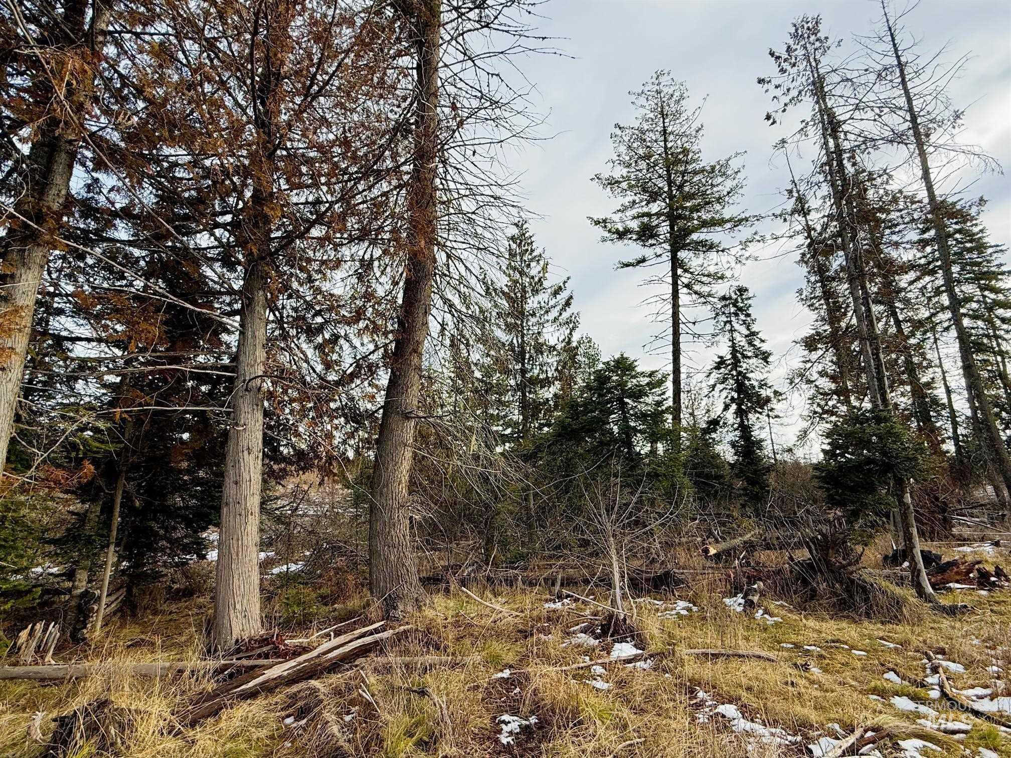 0 Wildwood Dr, Orofino, Idaho 83544, Land For Sale, Price $135,000,MLS 98971745