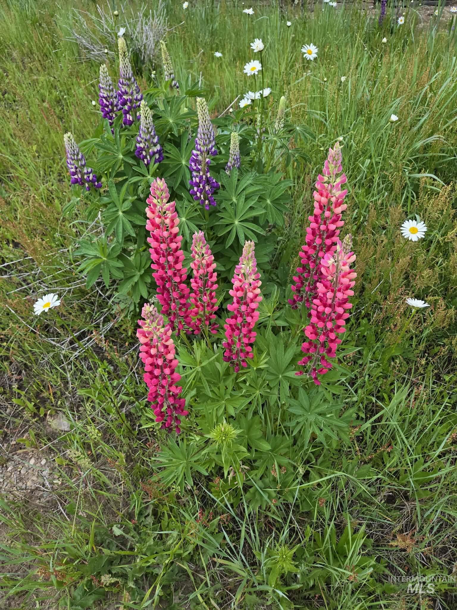 36 Kevins, Garden Valley, Idaho 83622-5233, 4 Bedrooms, 4.5 Bathrooms, Residential For Sale, Price $2,499,999,MLS 98972285