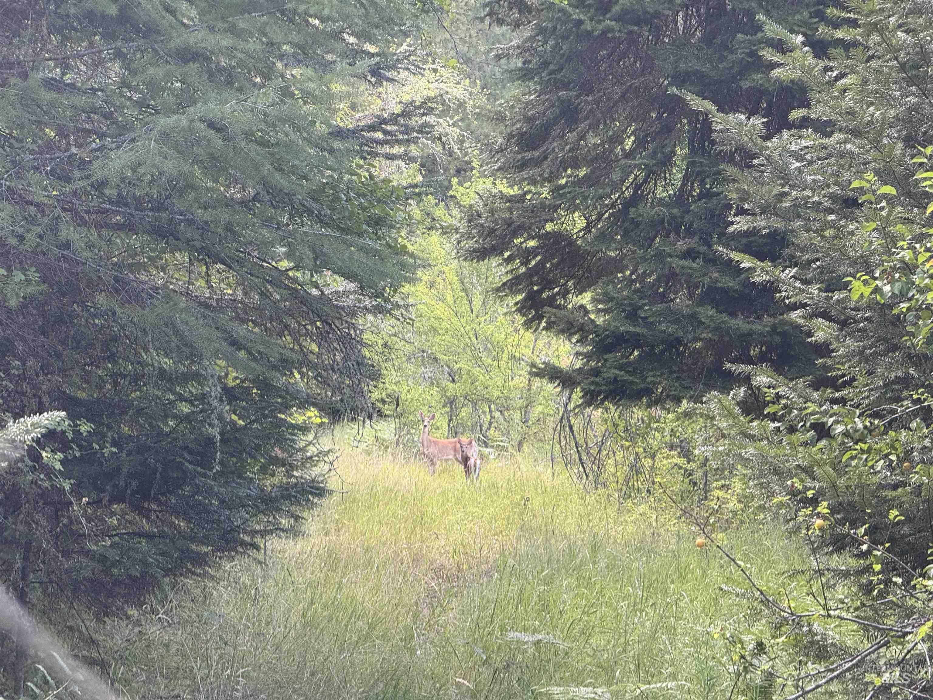 861 Highway 14, Grangeville, Idaho 83530, Land For Sale, Price $229,000,MLS 98972343