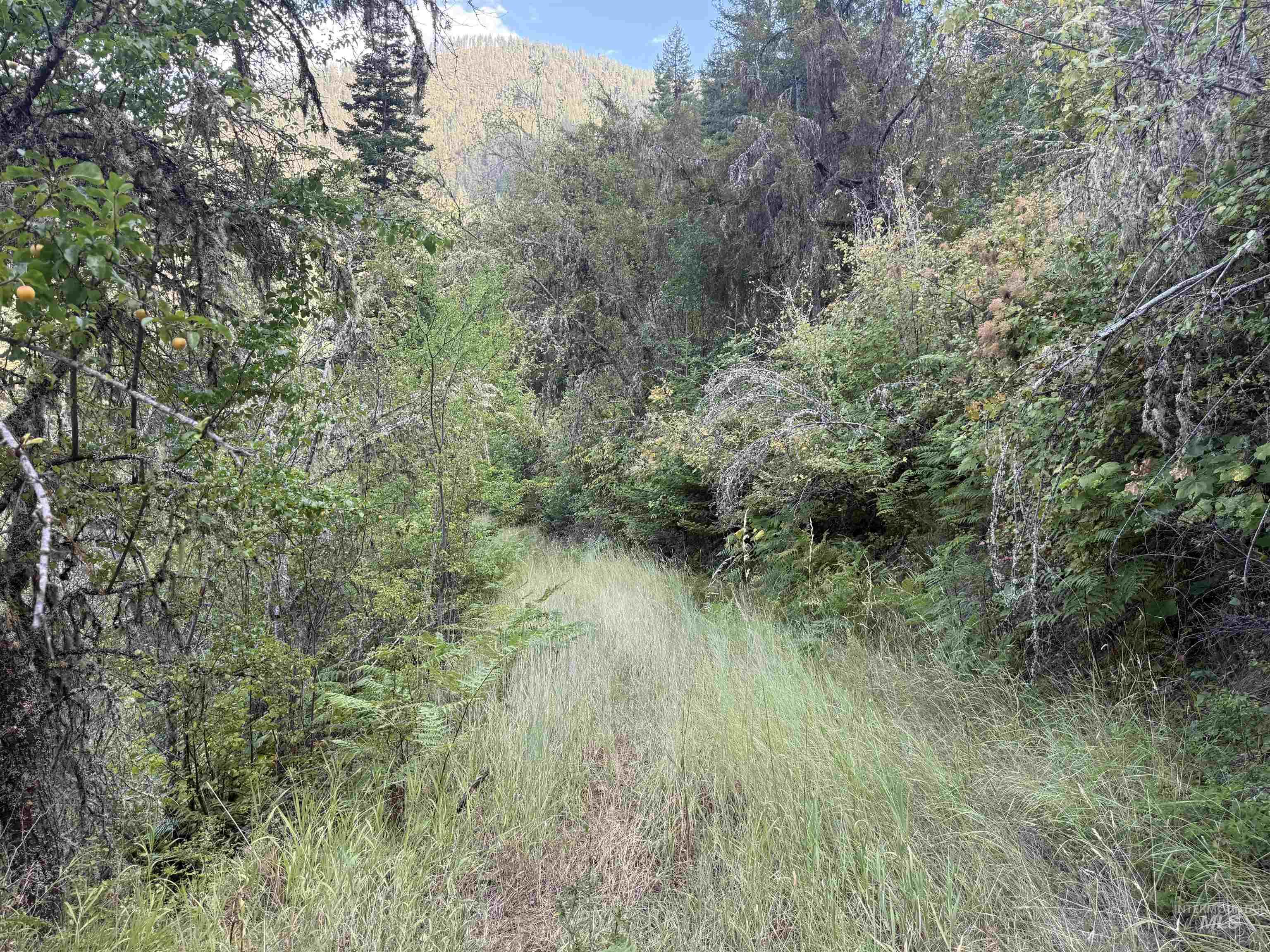 861 Highway 14, Grangeville, Idaho 83530, Land For Sale, Price $229,000,MLS 98972343