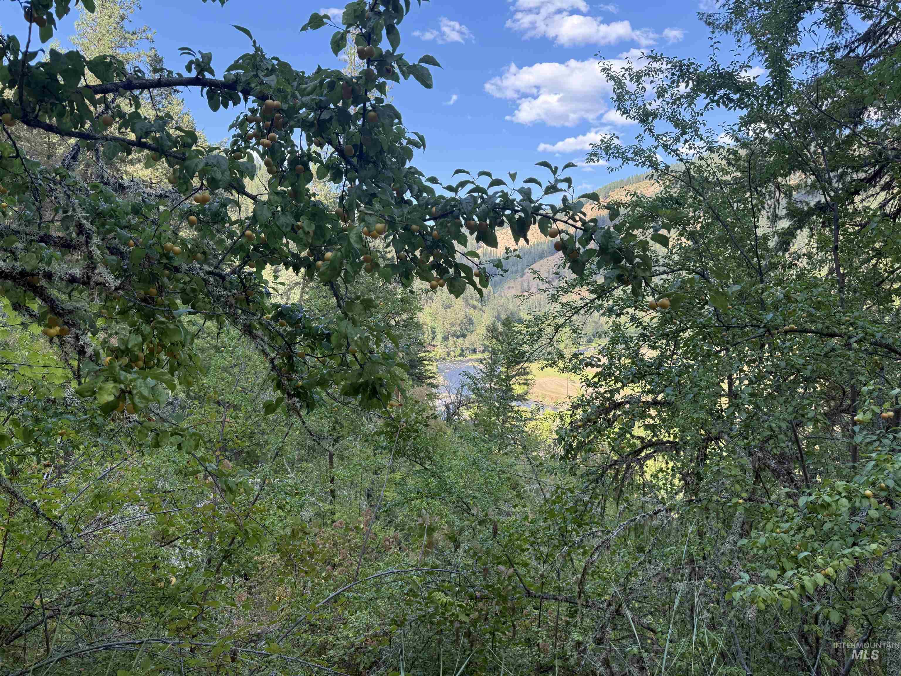 861 Highway 14, Grangeville, Idaho 83530, Land For Sale, Price $229,000,MLS 98972343