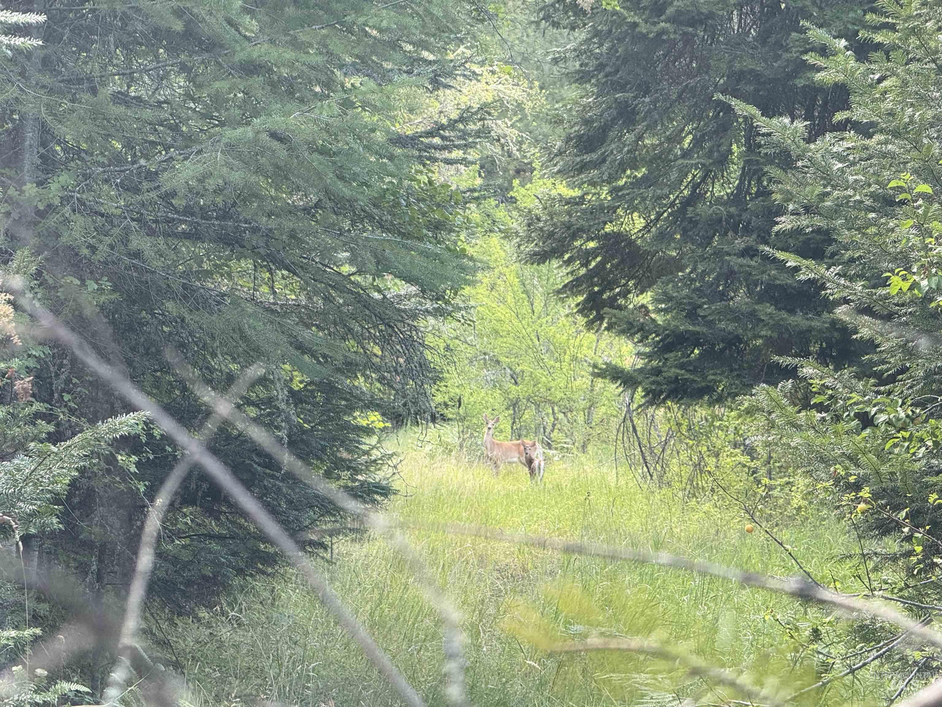 861 Highway 14, Grangeville, Idaho 83530, Land For Sale, Price $229,000,MLS 98972343