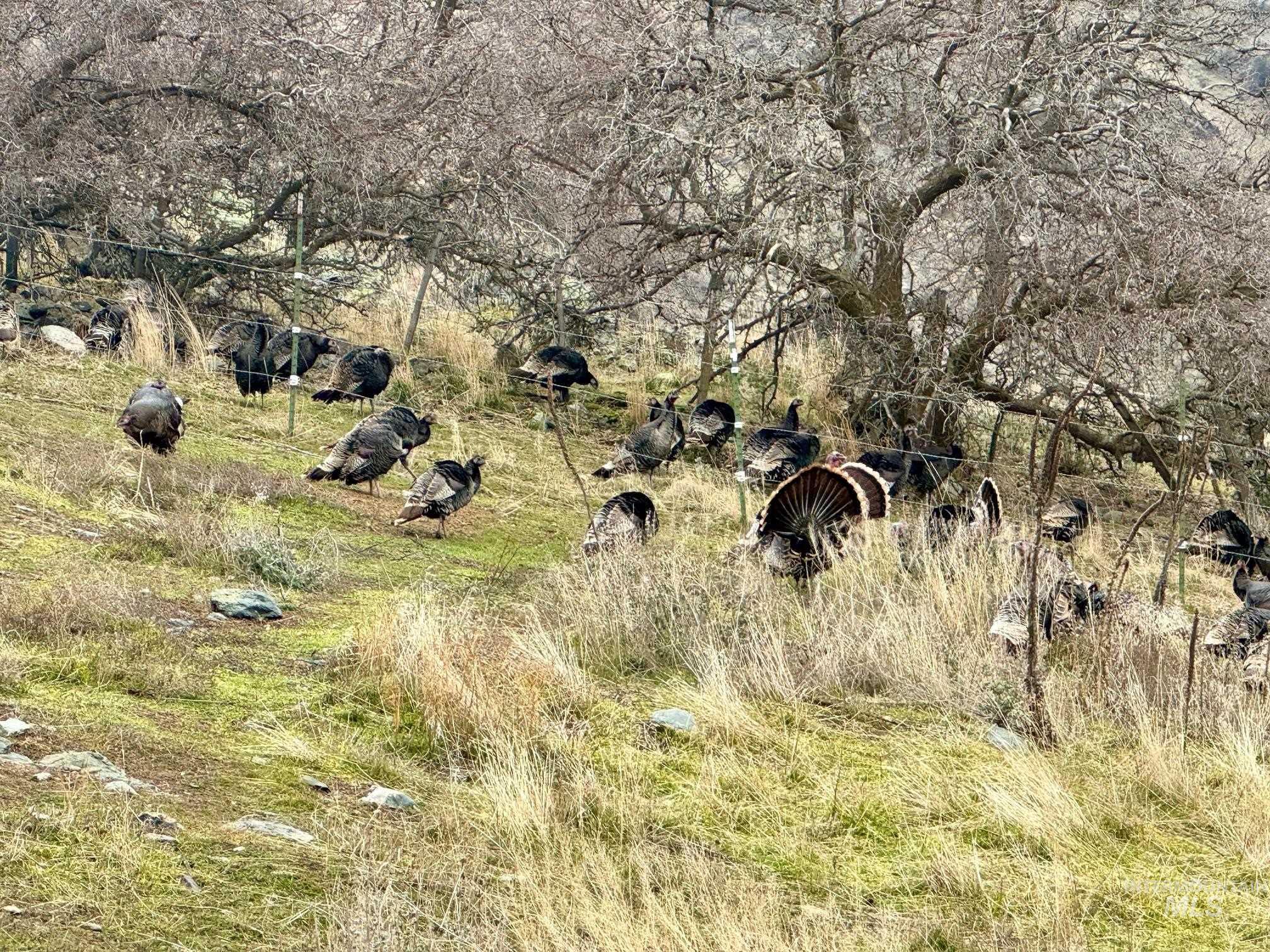 TBD E Shingle Creek Road, Riggins, Idaho 83549, Land For Sale, Price $175,000, 98972378