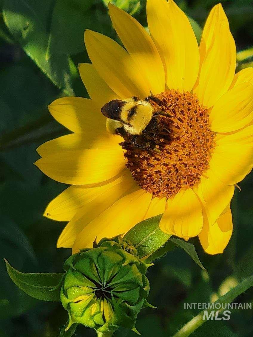 3530 S Clark Fork Ave., Nampa, Idaho 83686, 3 Bedrooms, 2 Bathrooms, Residential For Sale, Price $391,000,MLS 98972586