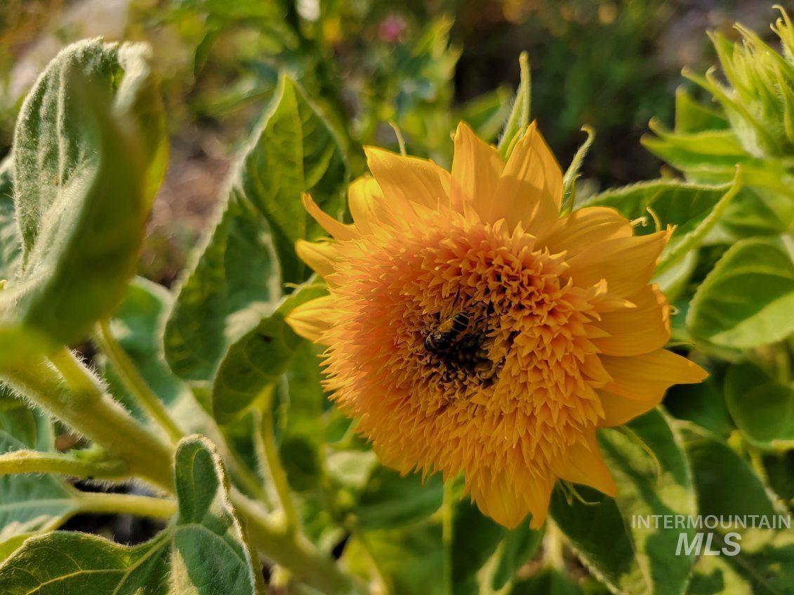 3530 S Clark Fork Ave., Nampa, Idaho 83686, 3 Bedrooms, 2 Bathrooms, Residential For Sale, Price $391,000,MLS 98972586