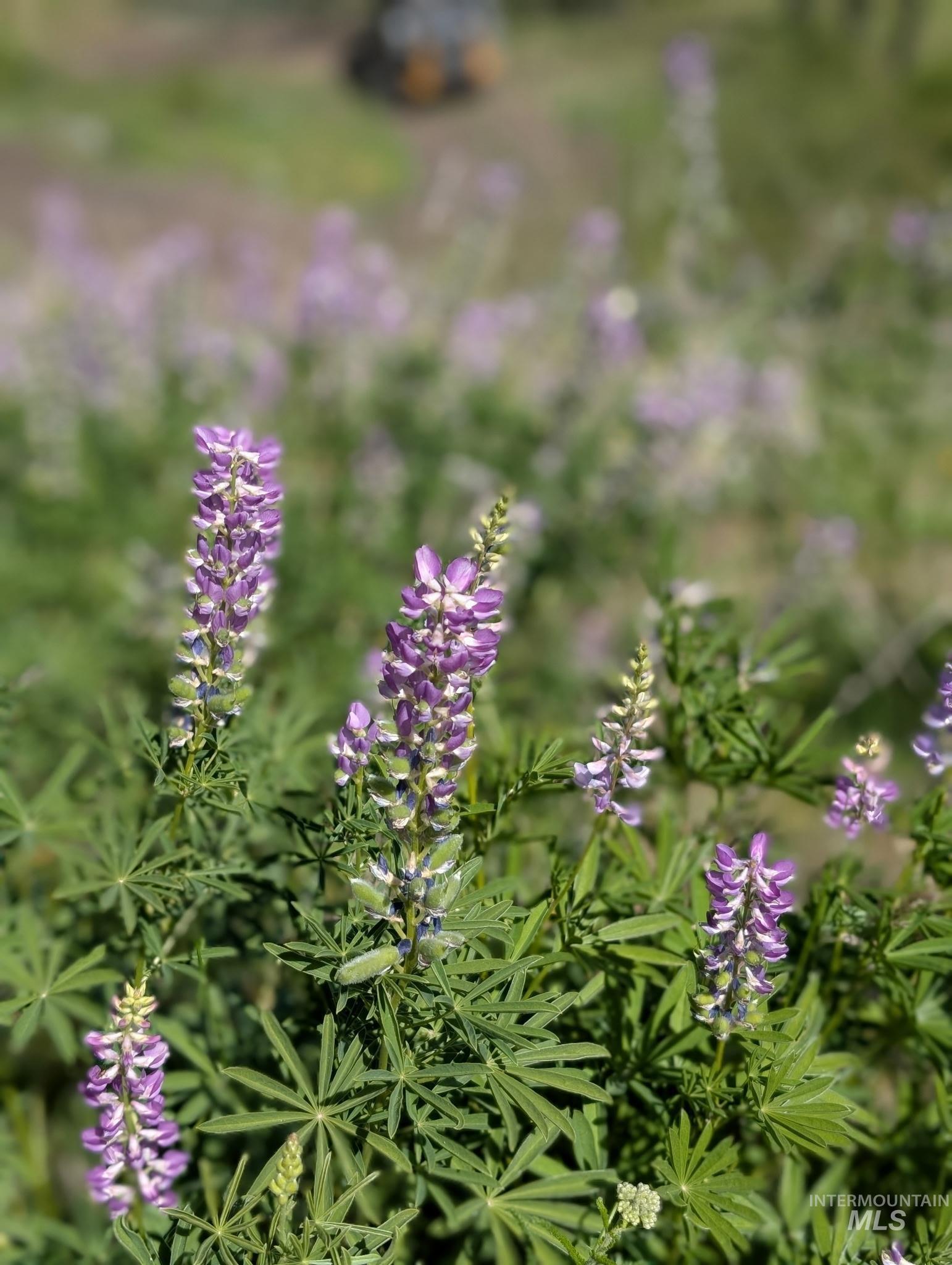 TBD Breadloaf, Horseshoe Bend, Idaho 83629, Land For Sale, Price $325,000, 98973202