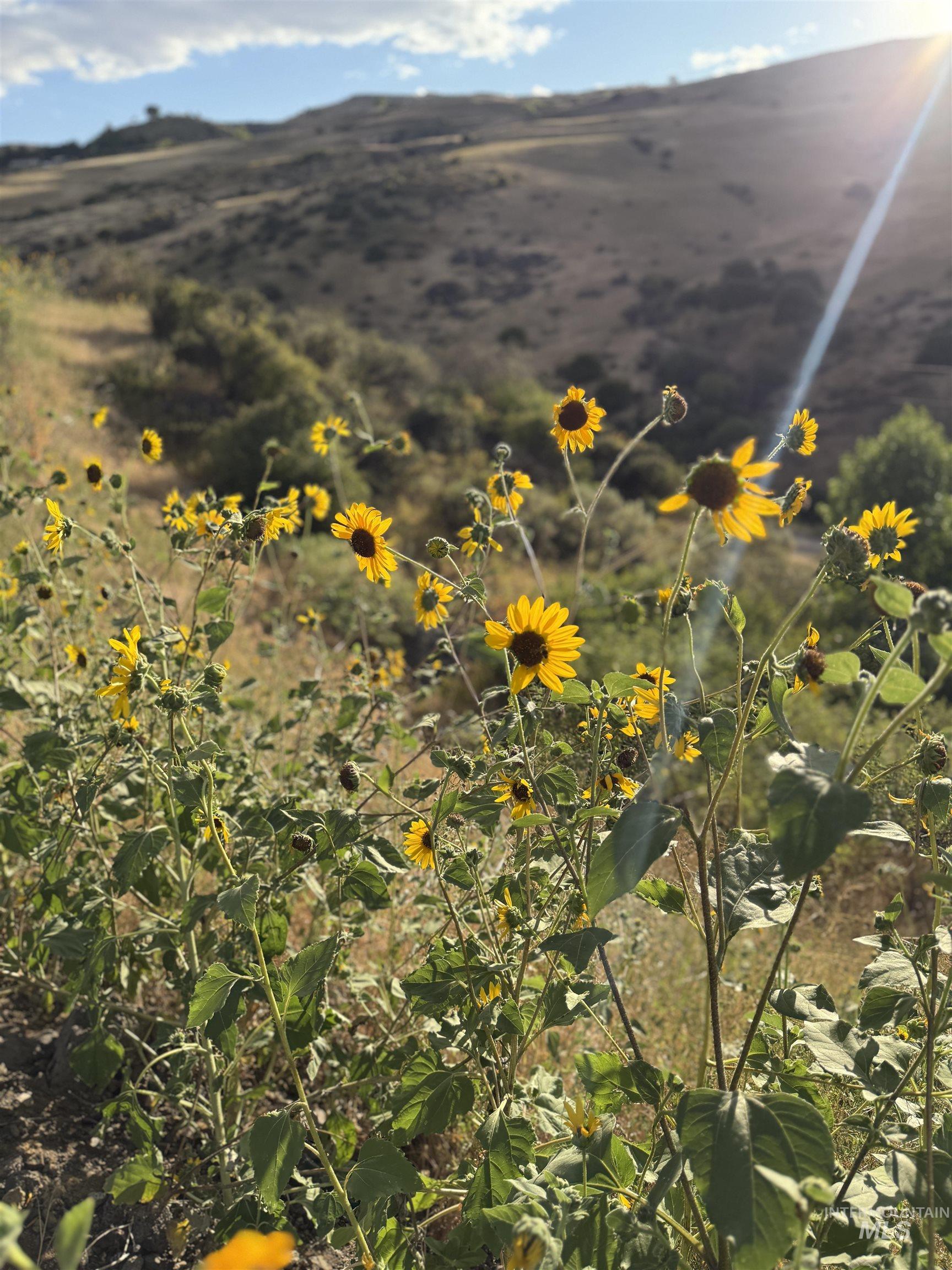 TBD Breadloaf, Horseshoe Bend, Idaho 83629, Land For Sale, Price $325,000, 98973202