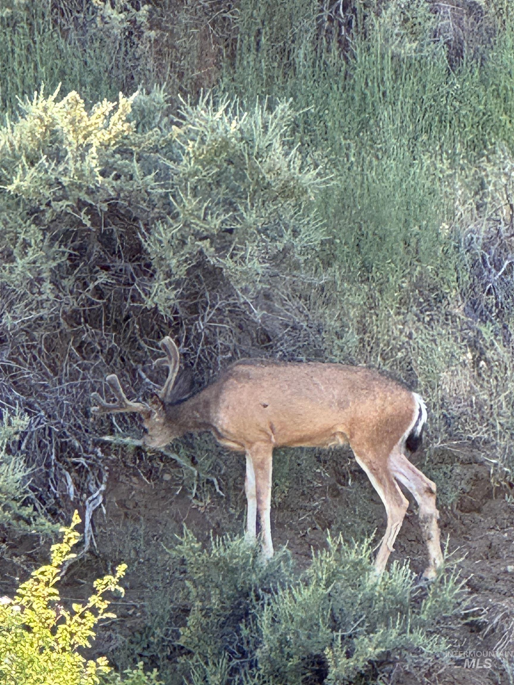 TBD Breadloaf, Horseshoe Bend, Idaho 83629, Land For Sale, Price $325,000, 98973202