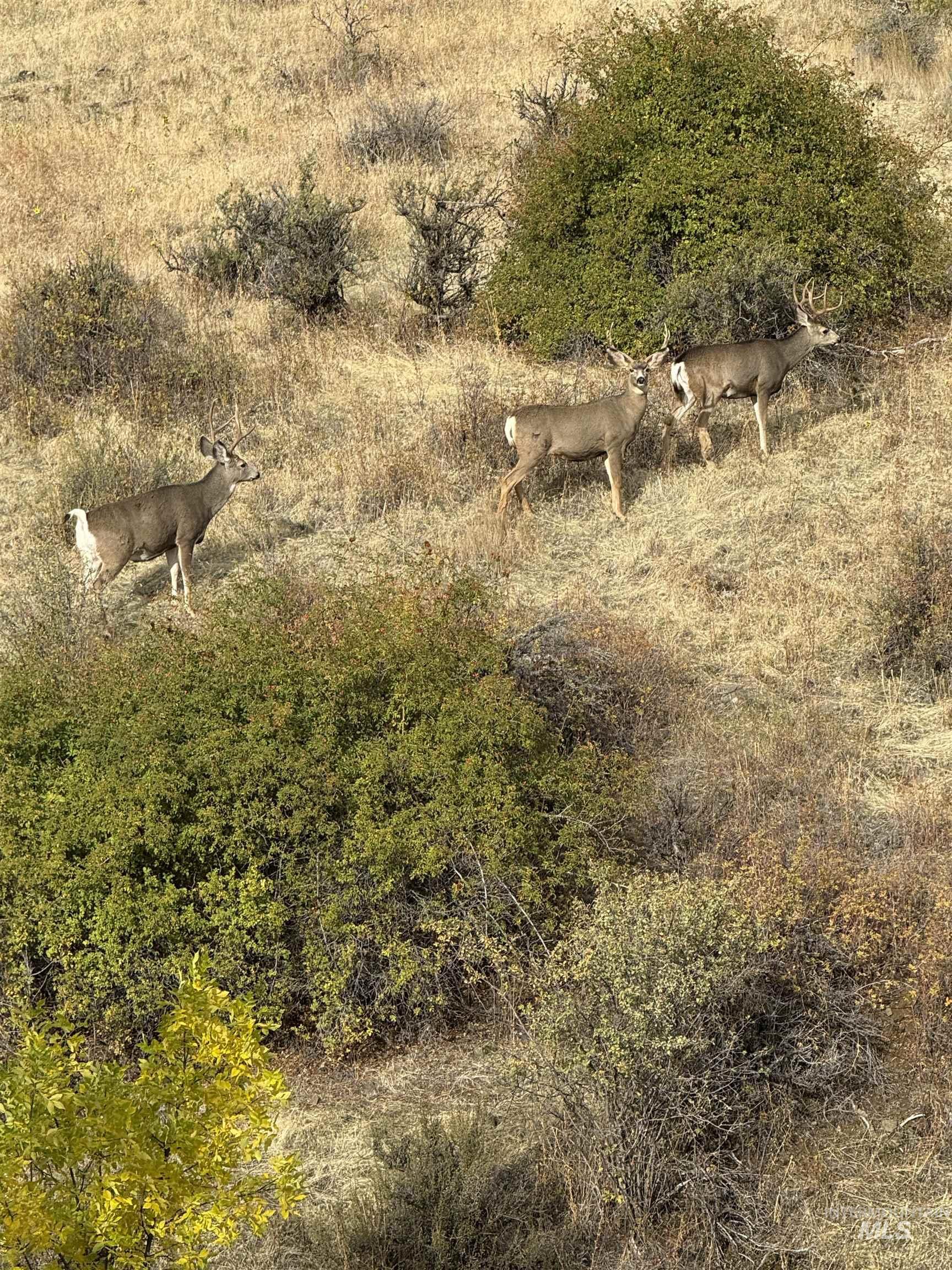 TBD Breadloaf, Horseshoe Bend, Idaho 83629, Land For Sale, Price $325,000,MLS 98973202