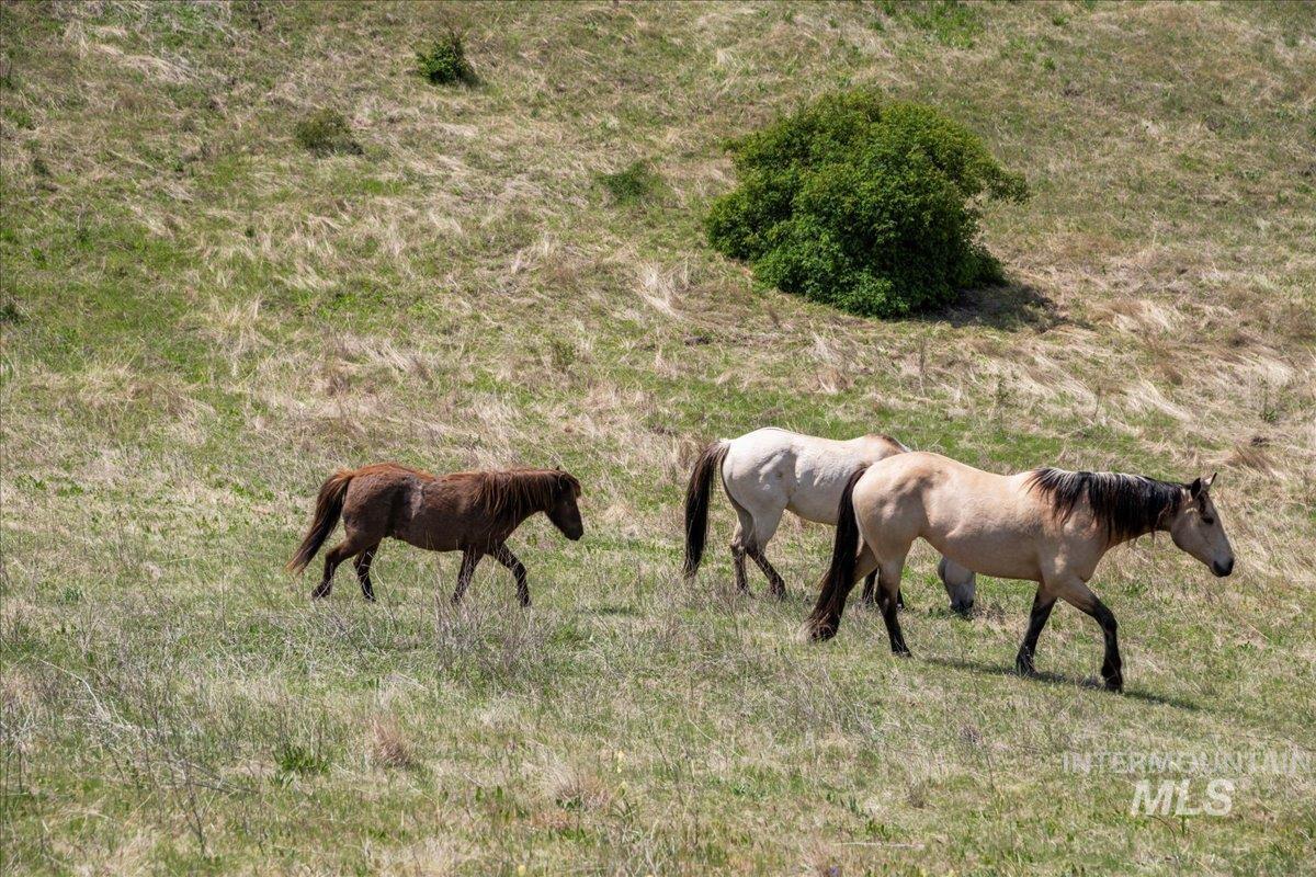 Parcel D Pioneer Rd, Horseshoe Bend, Idaho 83629, Land For Sale, Price $215,000,MLS 98973212