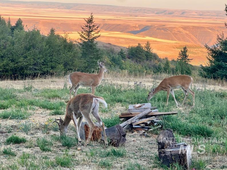 19378 Homestead Loop, Lewiston, Idaho 83501, 3 Bedrooms, 2 Bathrooms, Residential For Sale, Price $785,000,MLS 98973247