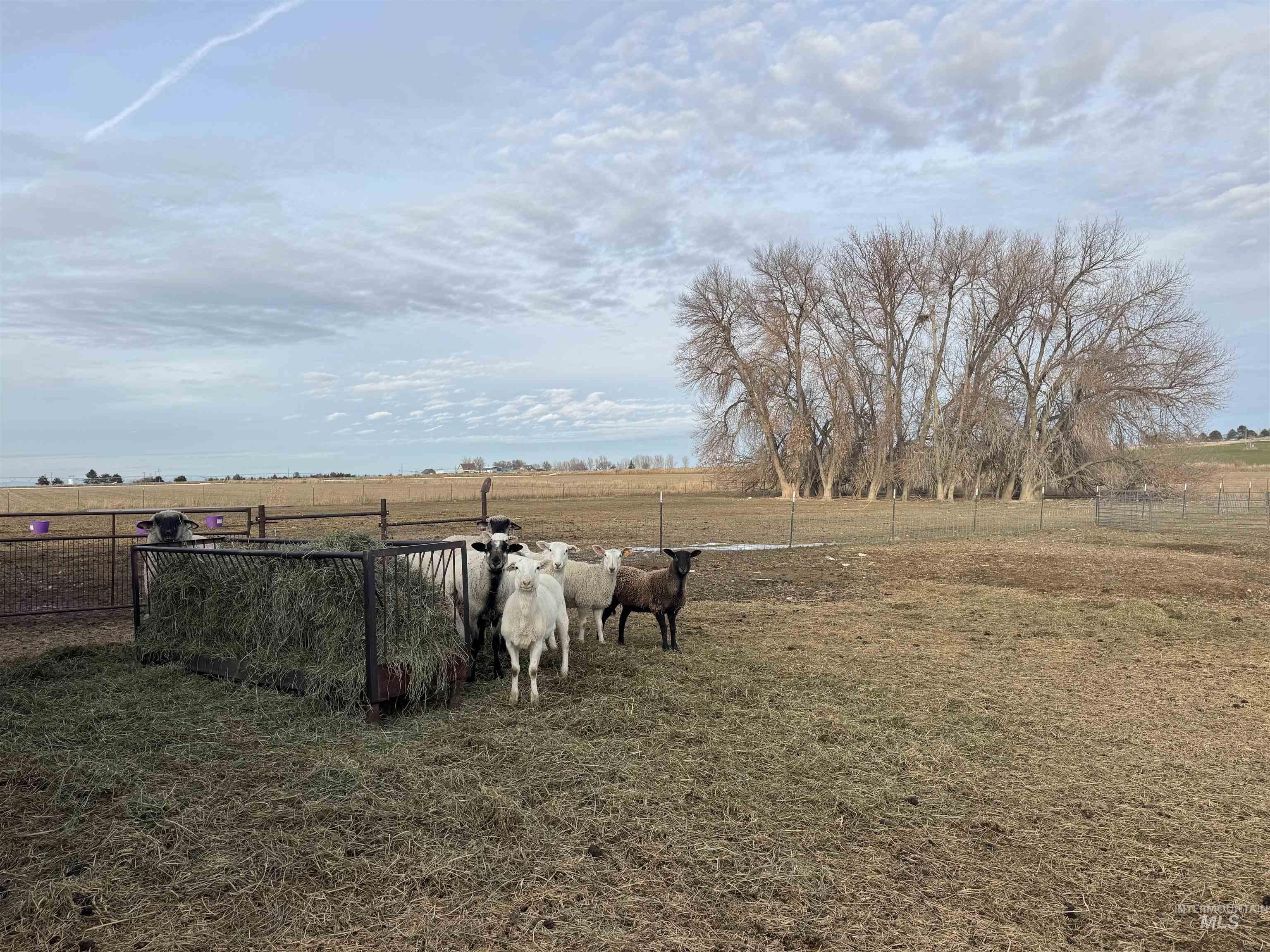 1164 E 4150 N, Buhl, Idaho 83316, 5 Bedrooms, 2 Bathrooms, Farm & Ranch For Sale, Price $999,000,MLS 98973385