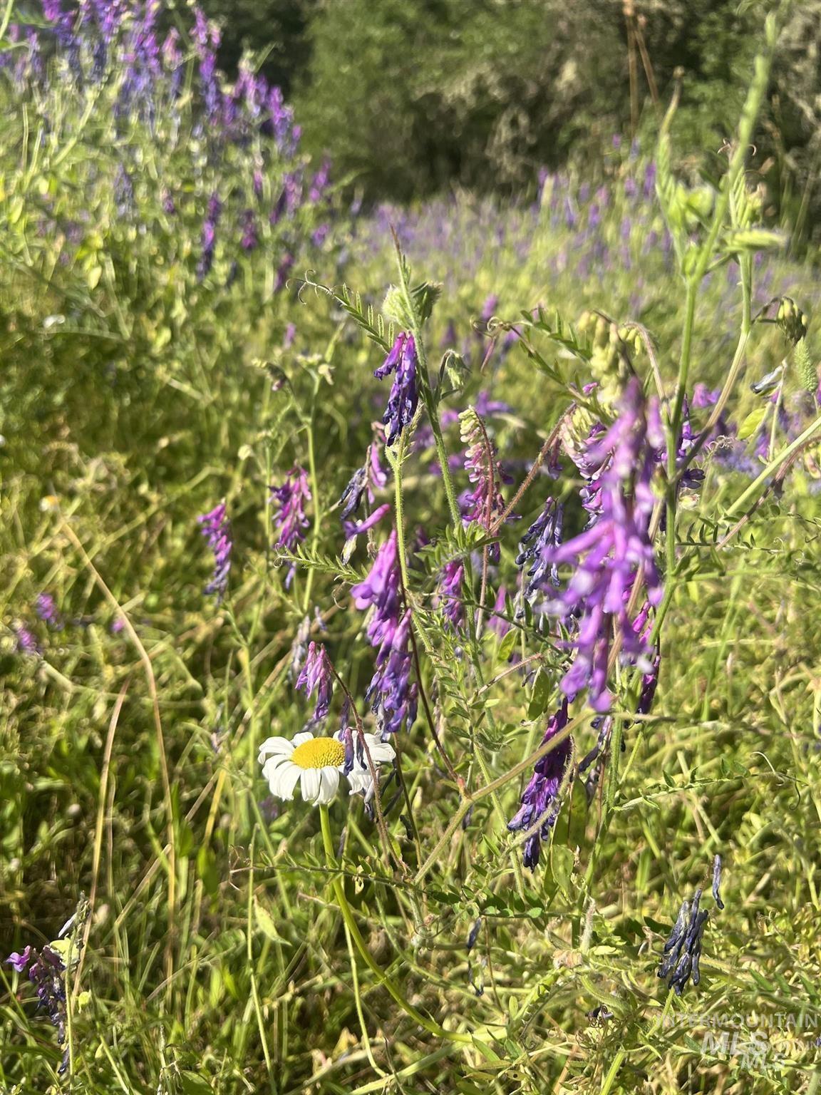 NKA Clearcreek Rd, Kooskia, Idaho 83539, Land For Sale, Price $220,000,MLS 98973570