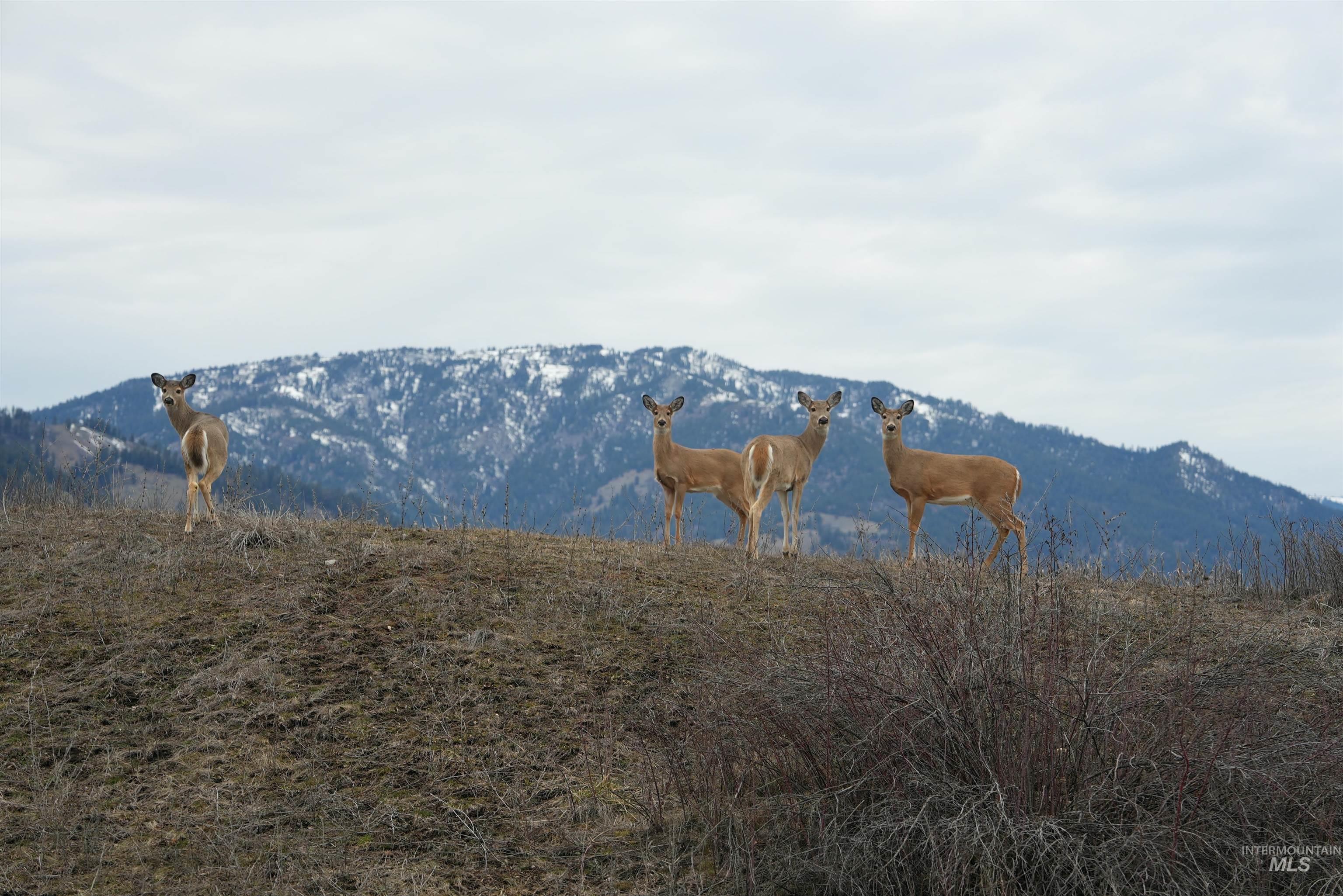 33 Wapiti Ct, Garden Valley, Idaho 83622, 3 Bedrooms, 2 Bathrooms, Residential For Sale, Price $615,000,MLS 98973582