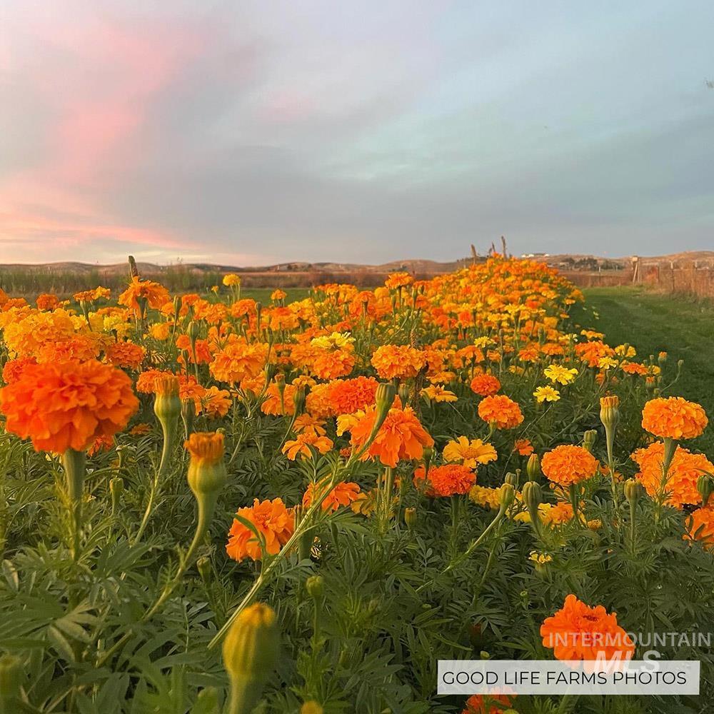 5600 W Beacon Light Rd, Eagle, Idaho 83616, 3 Bedrooms, 2 Bathrooms, Residential For Sale, Price $3,800,000,MLS 98973683