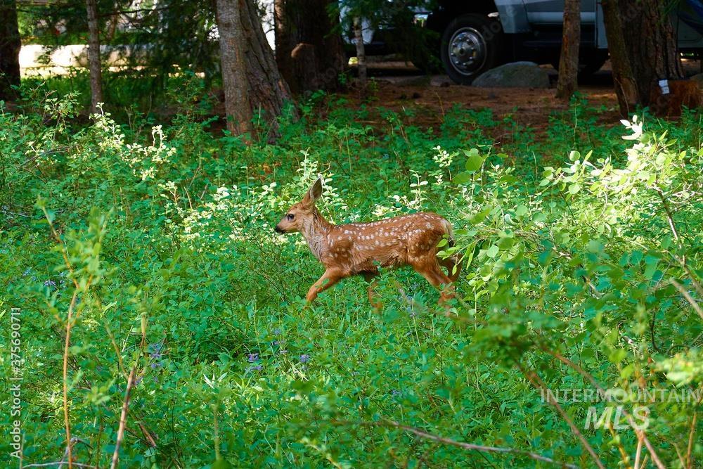 1130 Bellflower Place, McCall, Idaho 83638, Land For Sale, Price $280,900,MLS 98973804