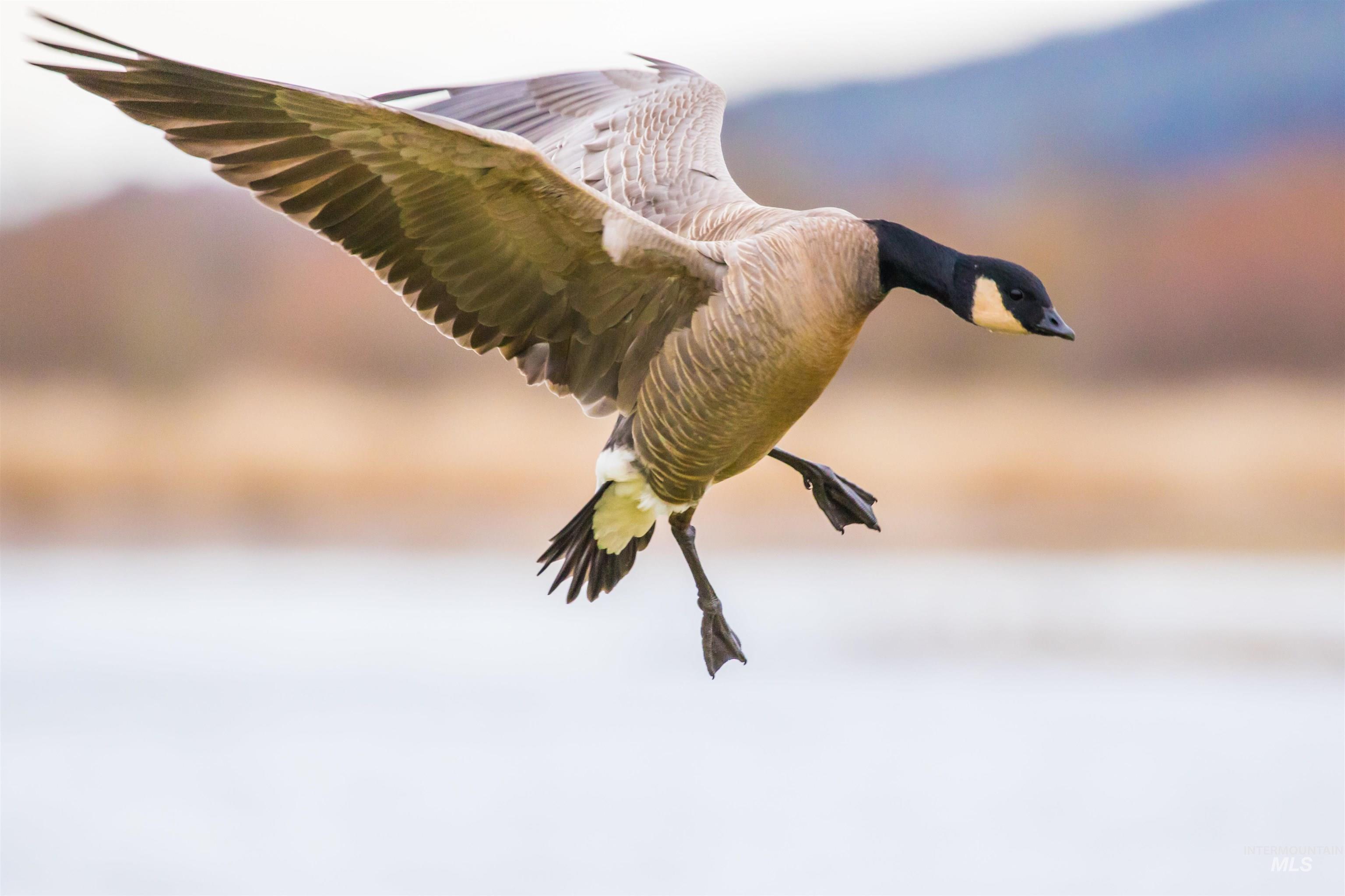 TBD Freezeout Road, Caldwell, Idaho 83607, Land For Sale, Price $1,590,000, 98973912