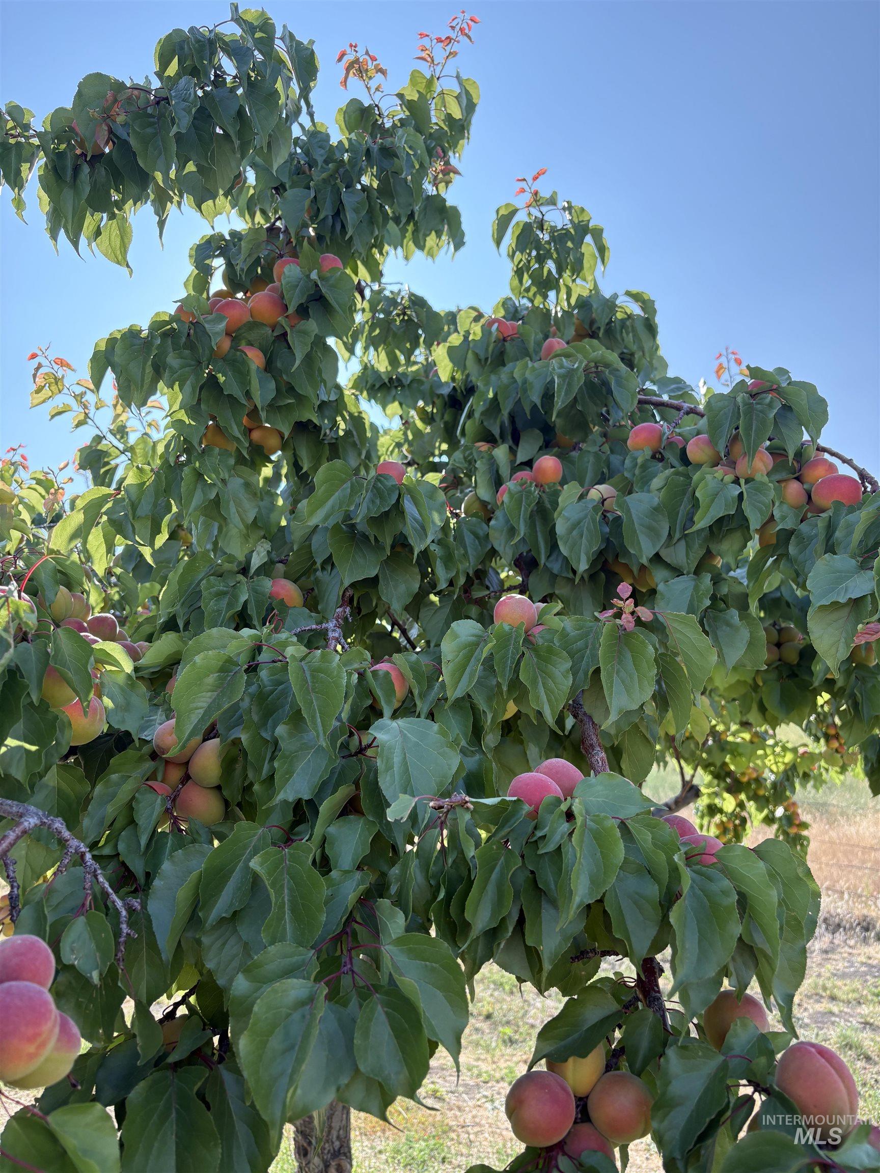 1715 Striker Lane, Weiser, Idaho 83672, 3 Bedrooms, 3 Bathrooms, Residential For Sale, Price $775,000,MLS 98974046