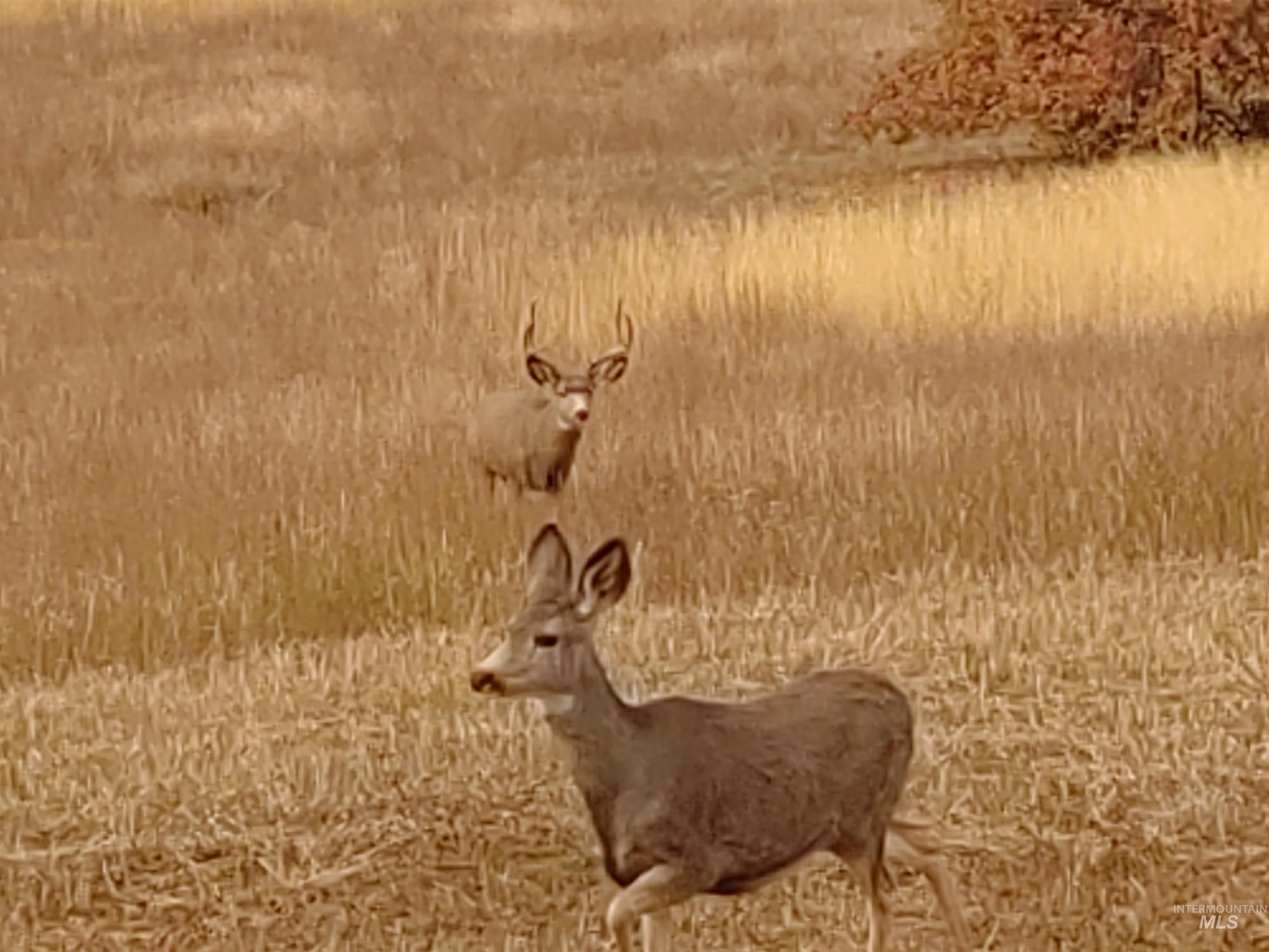 2193 Apple Lane, Mesa, Idaho 83643, 2 Bedrooms, 2.5 Bathrooms, Residential For Sale, Price $650,000,MLS 98974158