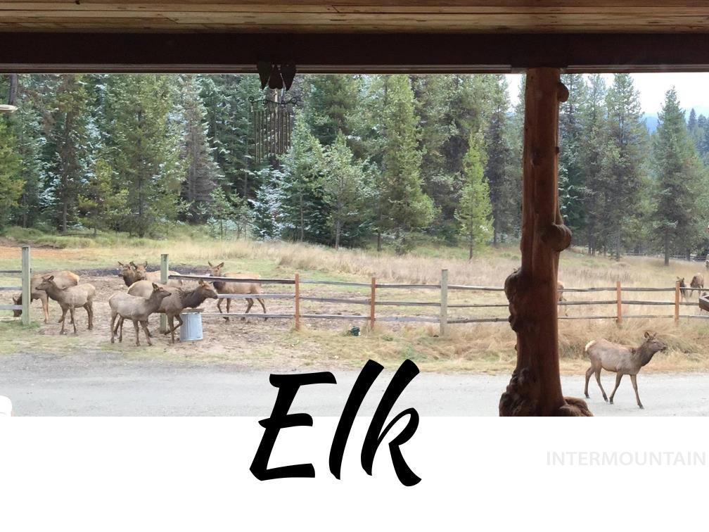 1400 Sweeney Hill Dr, Elk City, Idaho 83525, 3 Bedrooms, 1 Bathroom, Residential For Sale, Price $475,000,MLS 98974195