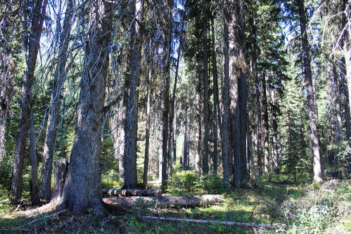 Tax #3 West Mountain Road, Donnelly, Idaho 83615, Land For Sale, Price $499,000,MLS 98974220