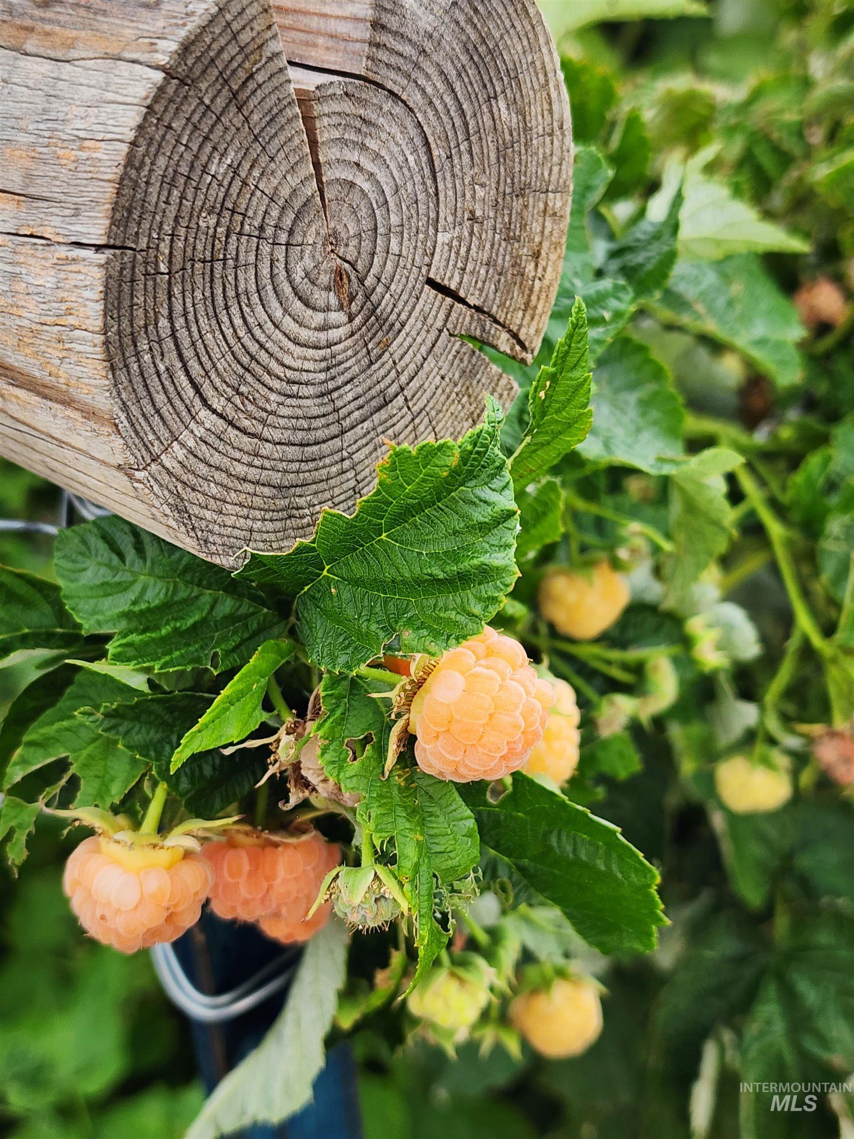 5800 Partridge Peak Ave, Caldwell, Idaho 83607, 3 Bedrooms, 2.5 Bathrooms, Residential For Sale, Price $1,365,000,MLS 98974344