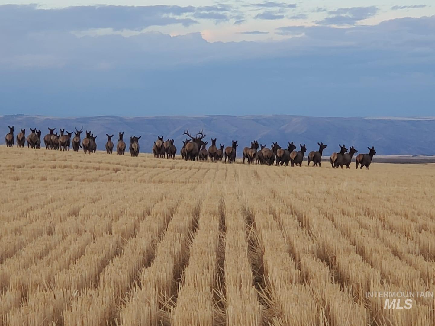 19397 Cloverland Rd., Asotin, Washington 99402, 3 Bedrooms, 2 Bathrooms, Residential For Sale, Price $579,000,MLS 98974654