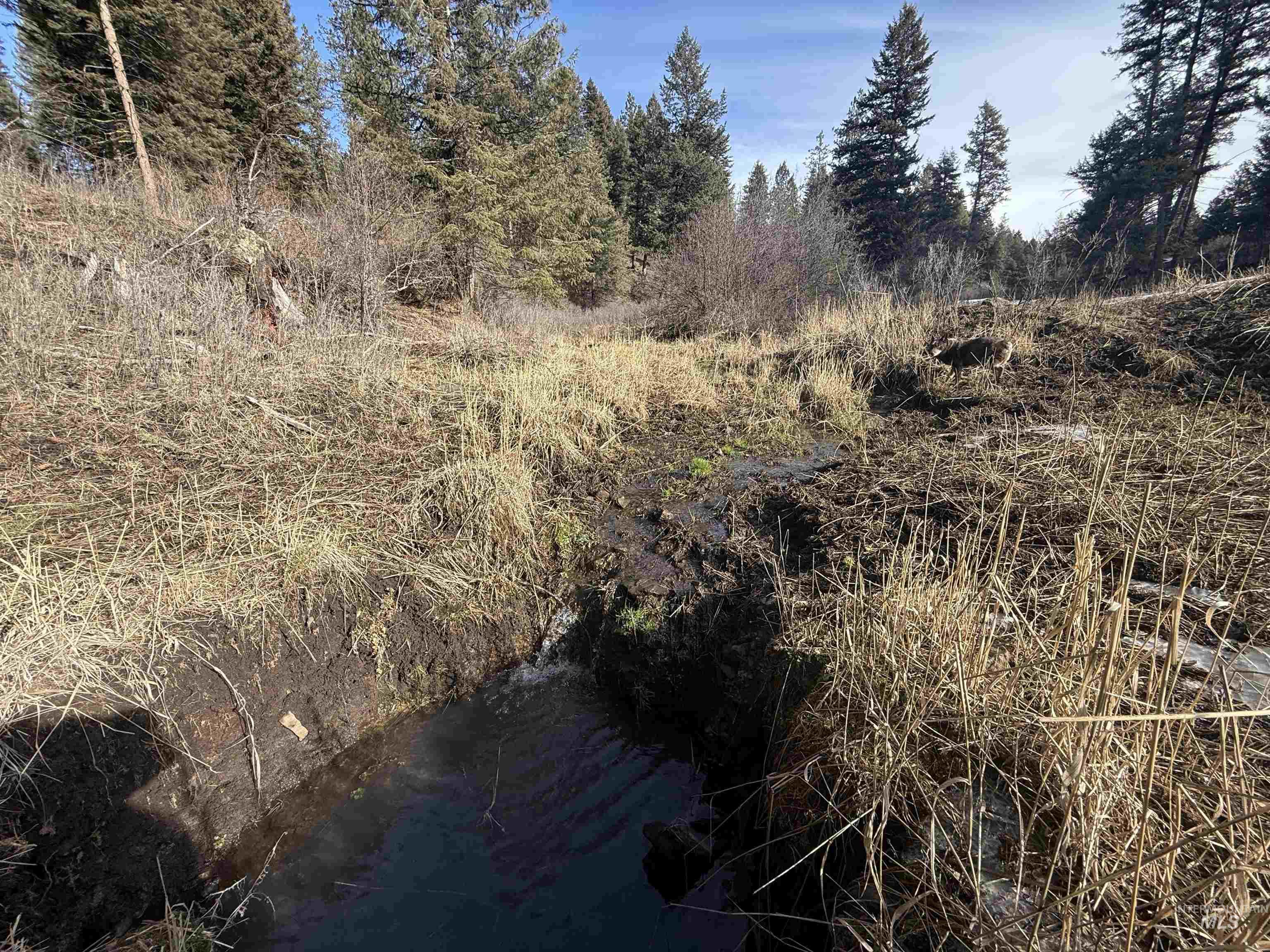 TBD Rieman Rd, CottonWood, Idaho 83522, Land For Sale, Price $895,000, 98974764