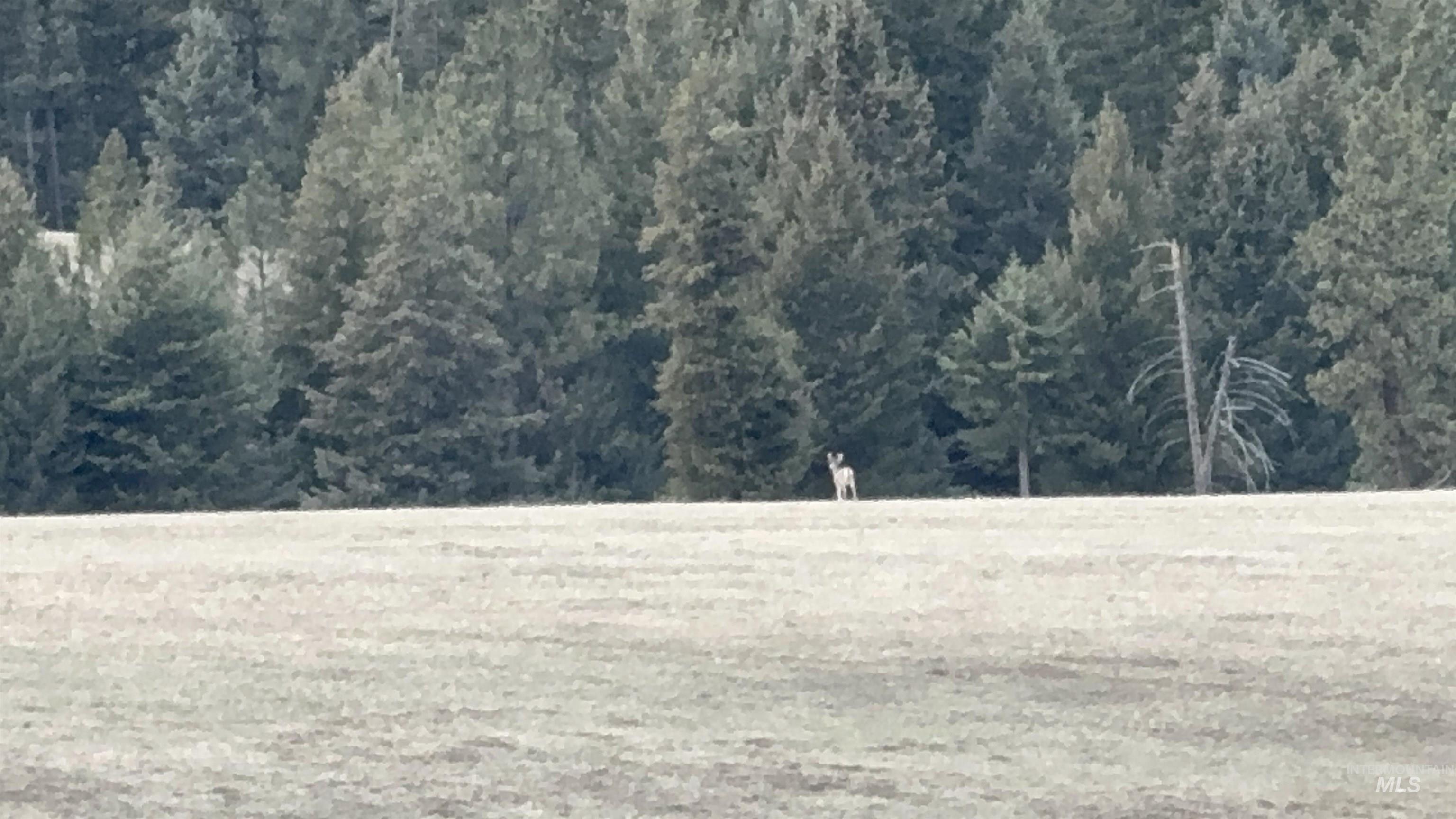 TBD Rieman Rd, CottonWood, Idaho 83522, Land For Sale, Price $895,000, 98974764