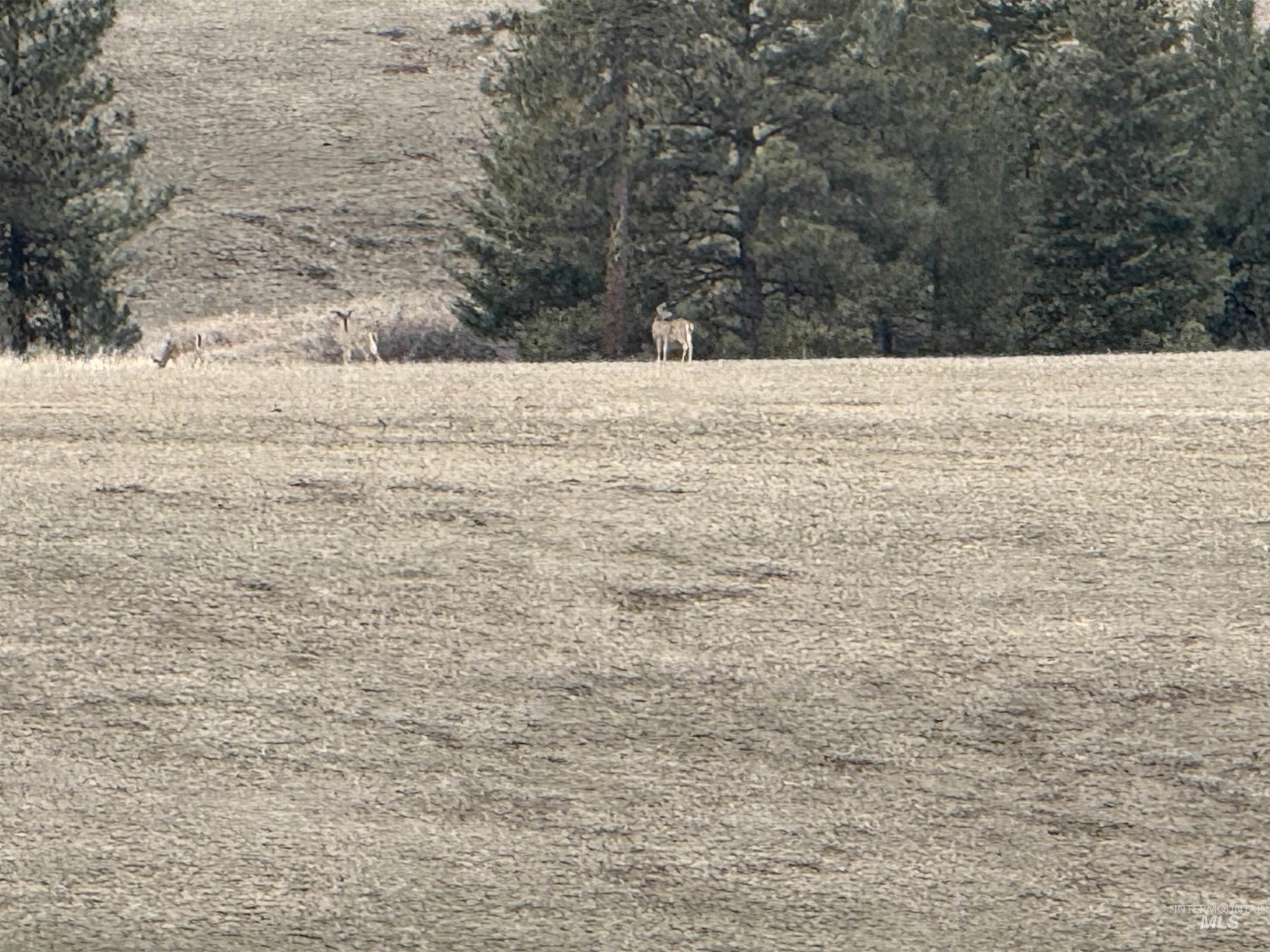 TBD Rieman Rd, CottonWood, Idaho 83522, Land For Sale, Price $895,000,MLS 98974764