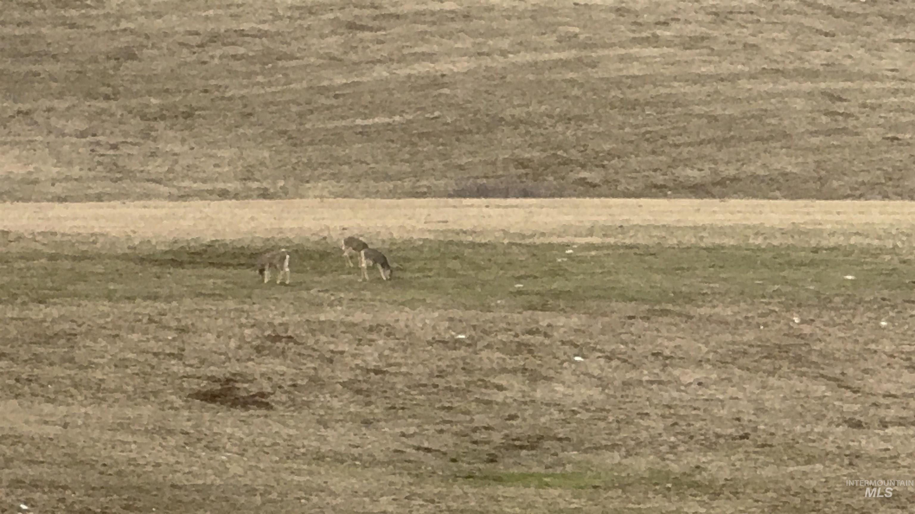 TBD Rieman Rd, CottonWood, Idaho 83522, Land For Sale, Price $895,000, 98974764