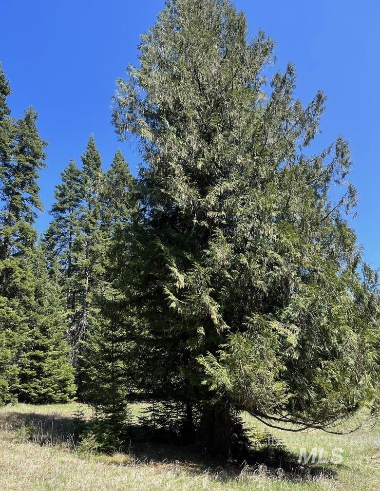 936 Red Fir, Kooskia, Idaho 83539, Land For Sale, Price $139,900,MLS 98974860