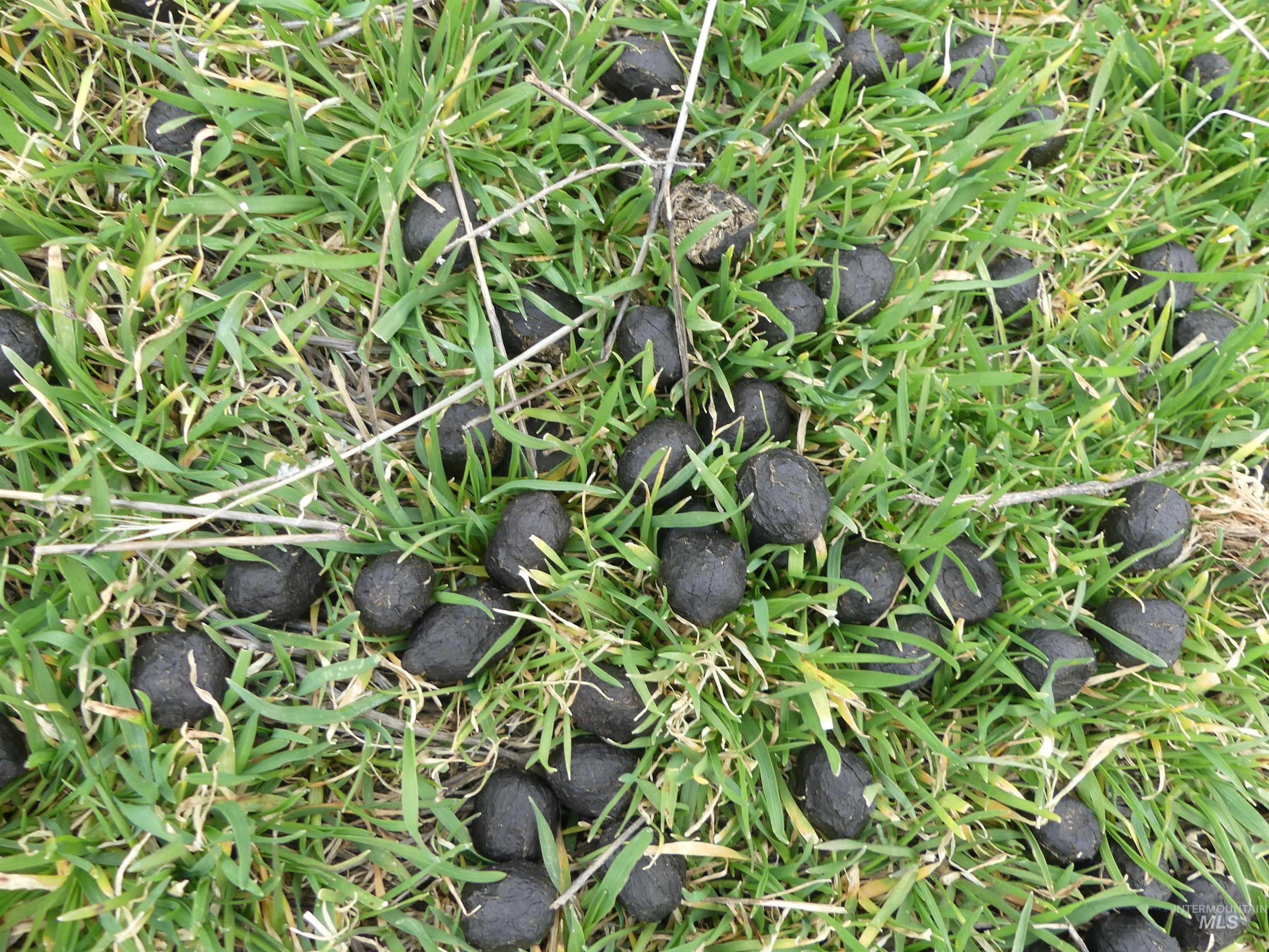 260 Slate Creek Rd, White Bird, Idaho 83554, Land For Sale, Price $165,000,MLS 98974942