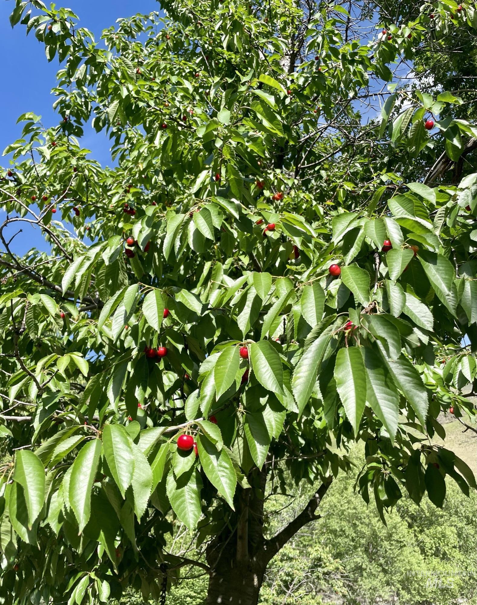 532 Old Pollock Road, Riggins, Idaho 83549, 1 Bedroom, 1 Bathroom, Residential For Sale, Price $450,000,MLS 98974999